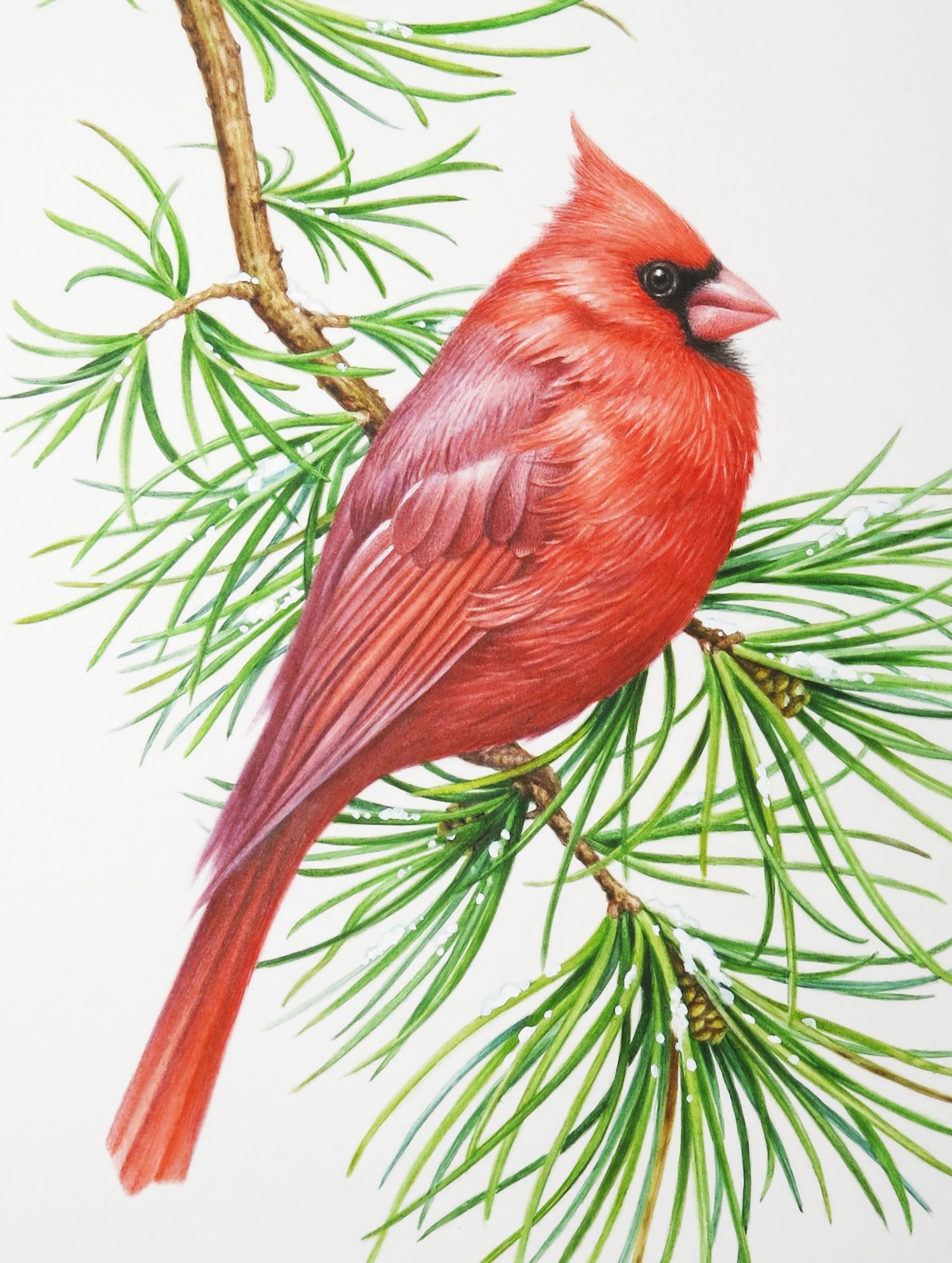 Рисование красная птица