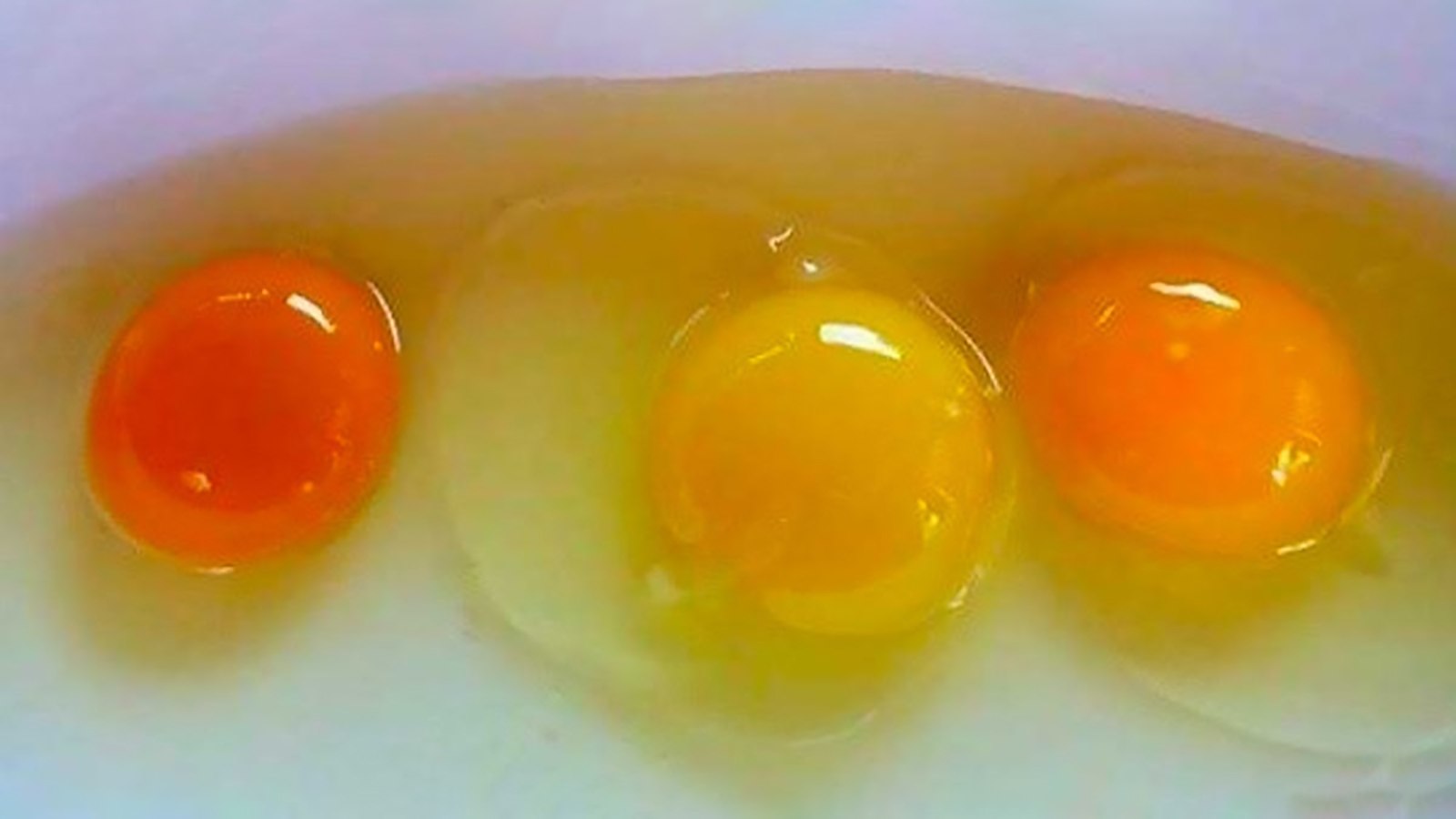 Почему яйцо оранжевое. Цвет желтка яиц. Цвет куриного желтка. Оранжевый желток. Нормальный цвет желтка в курином яйце.