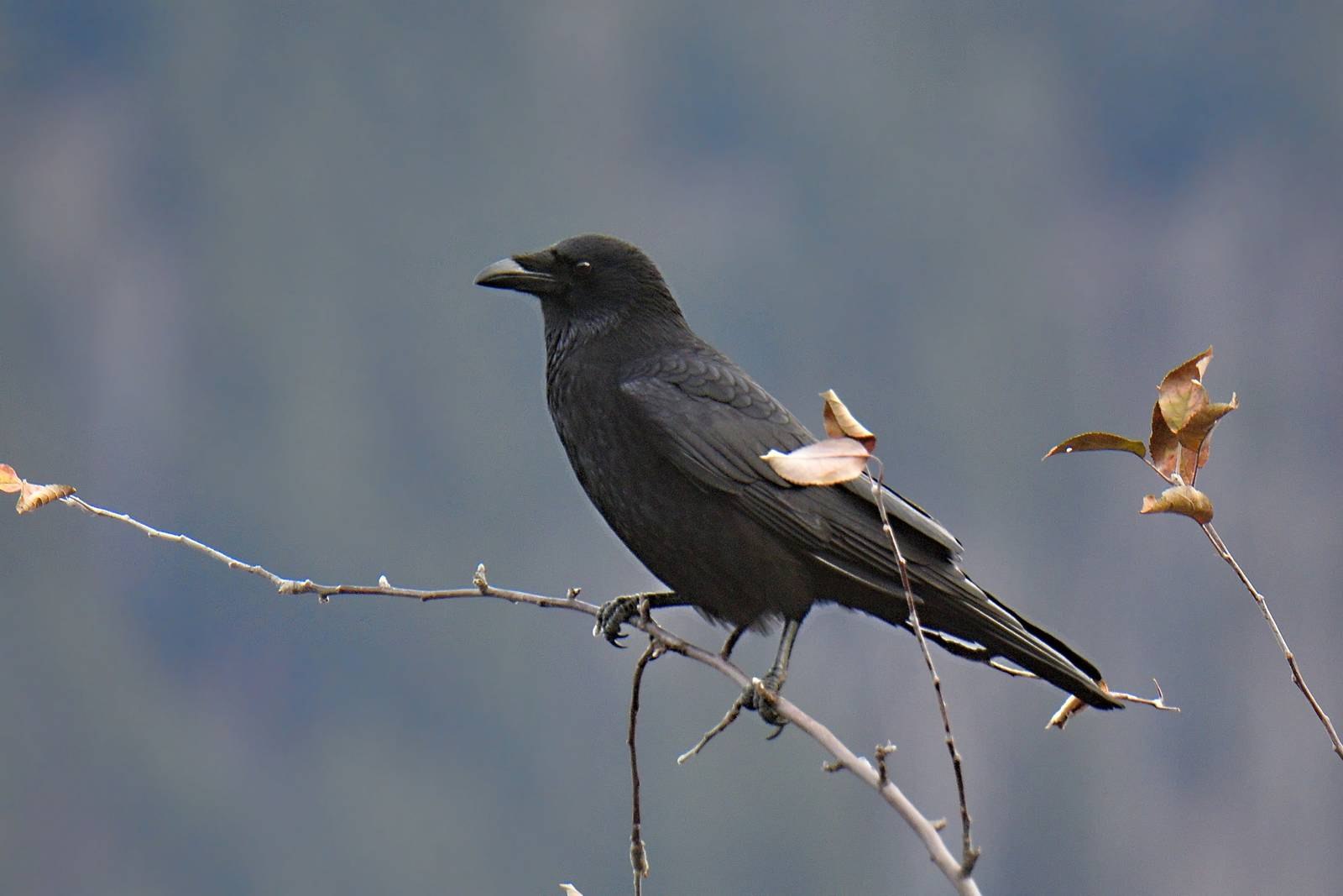 Черные птицы россии. Чёрная воро́на Corvus Corone. Черные птицы Сибири. Ворон и ворона это разные птицы.