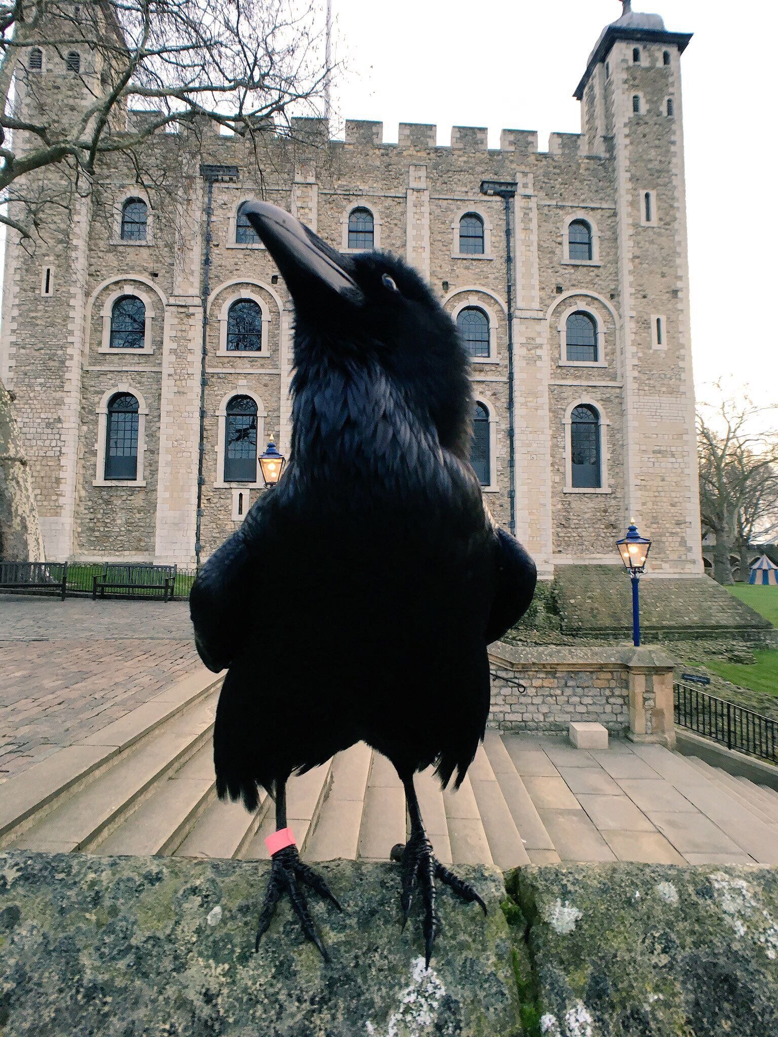 Six ravens. Вороны Тауэра в Лондоне. Тауэр бифитеры вороны. Лондонский Тауэр черные вороны. Вороны в Тауэре в Лондоне.