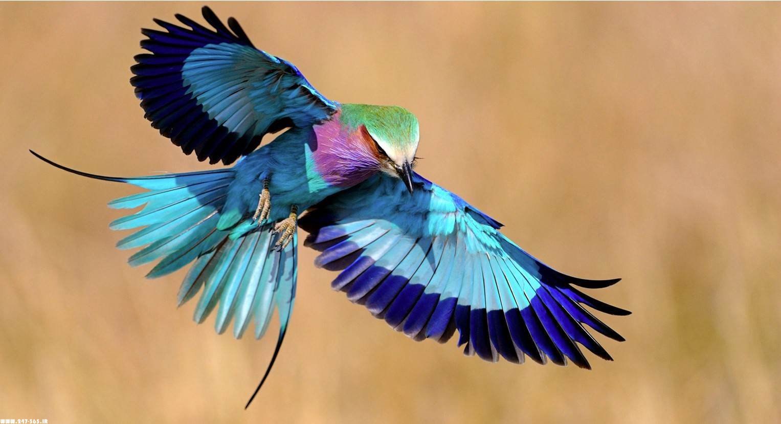 Rare bird. Сиреневогрудая сизоворонка. Сизоворонка Coracias garrulus. Сиреневогрудая сизоворонка, красотка. Сиреневогрудая сизоворонка гнездо.