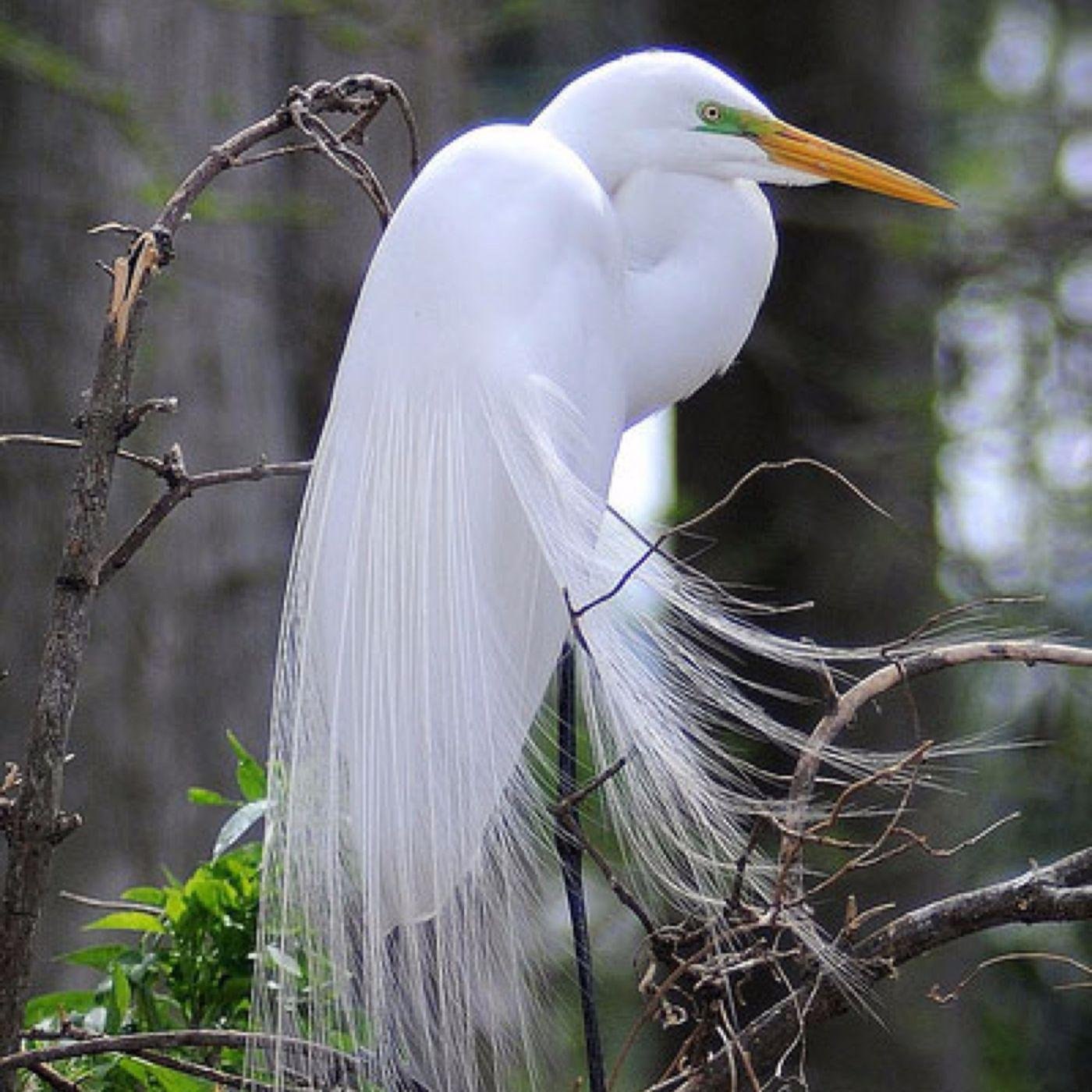 Высокая птица. Большая белая цапля (Ardea Alba). Хохлатая цапля. Большая белая цапля (лат. Ardea Alba). Белая хохлатая цапля.