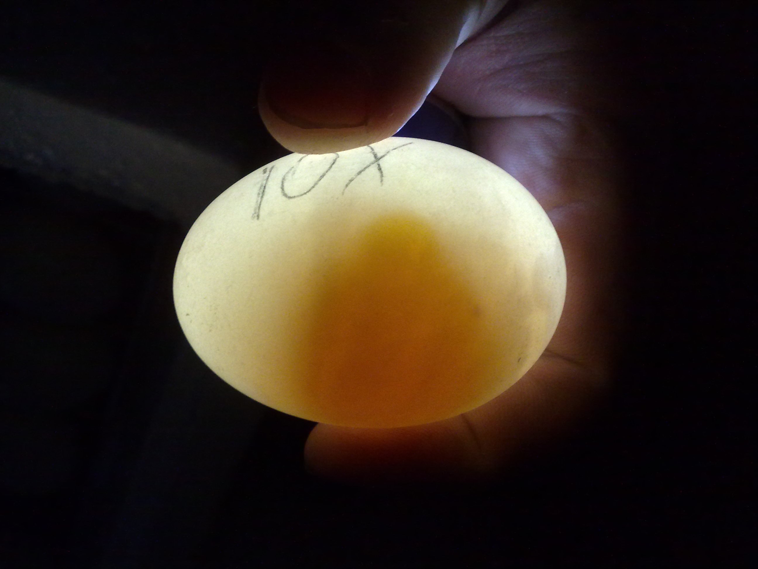 Развитие цыпленка в яйце