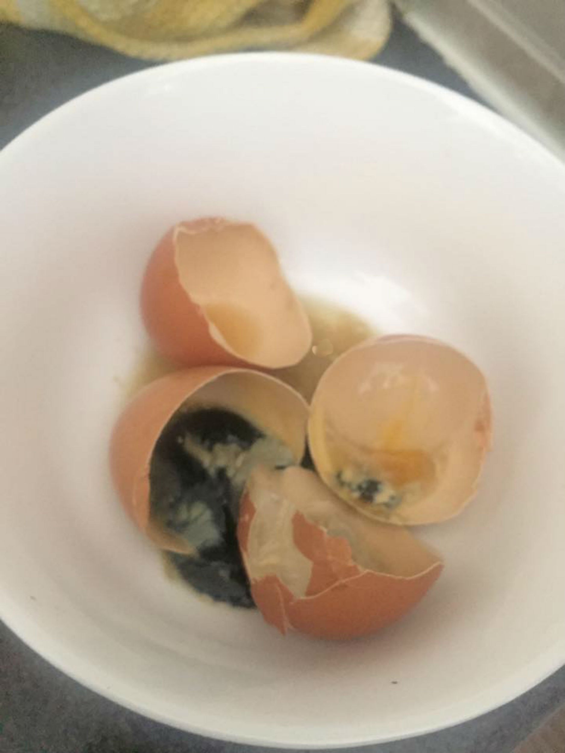 плодовое яйцо фото