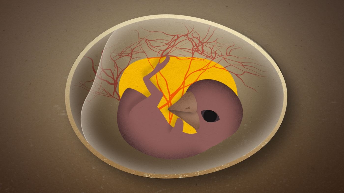 Зародыш курицы эмбрион