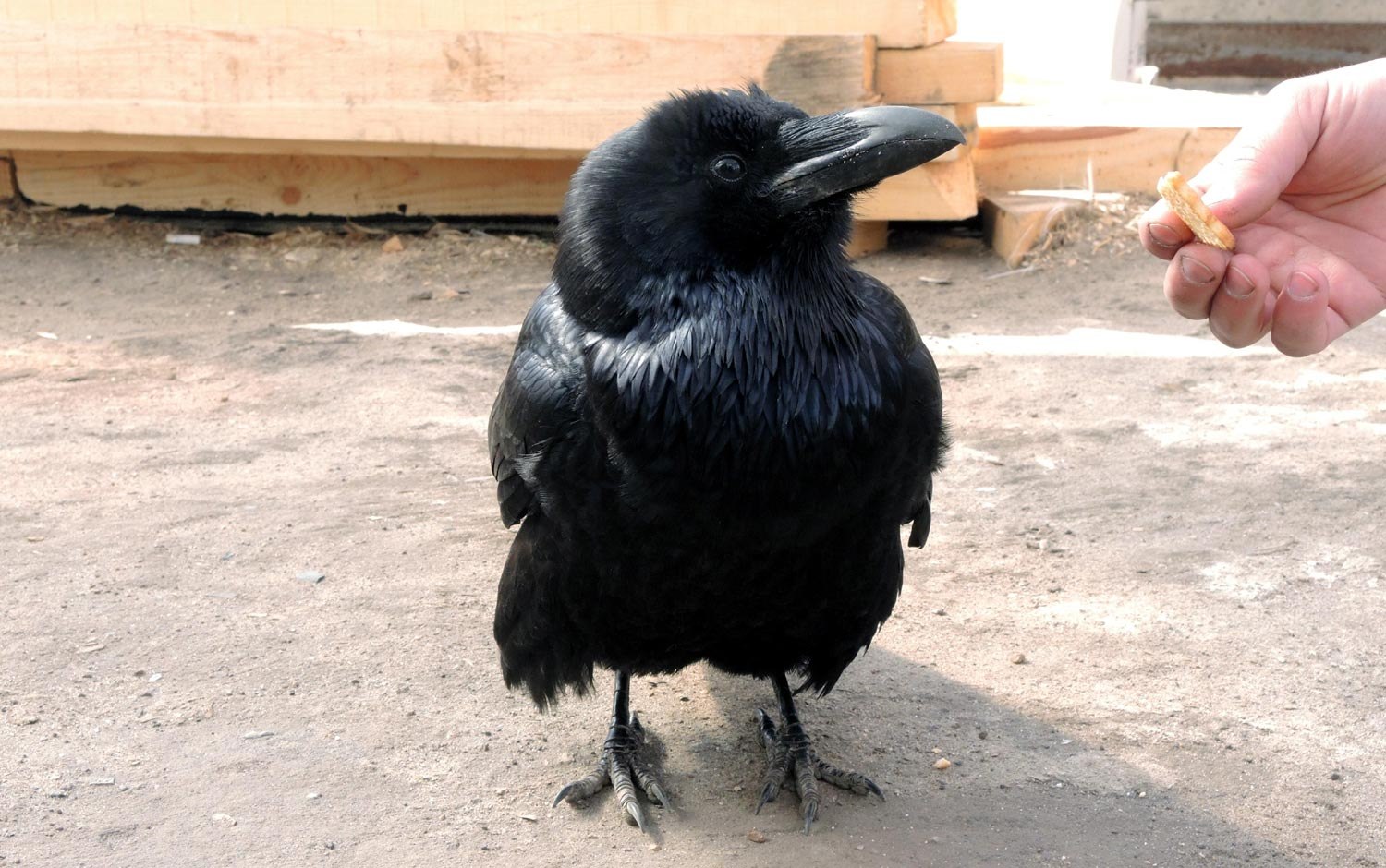 Домашняя ворона. Ручной ворон. Домашний ворон. Черный ворон ручной.