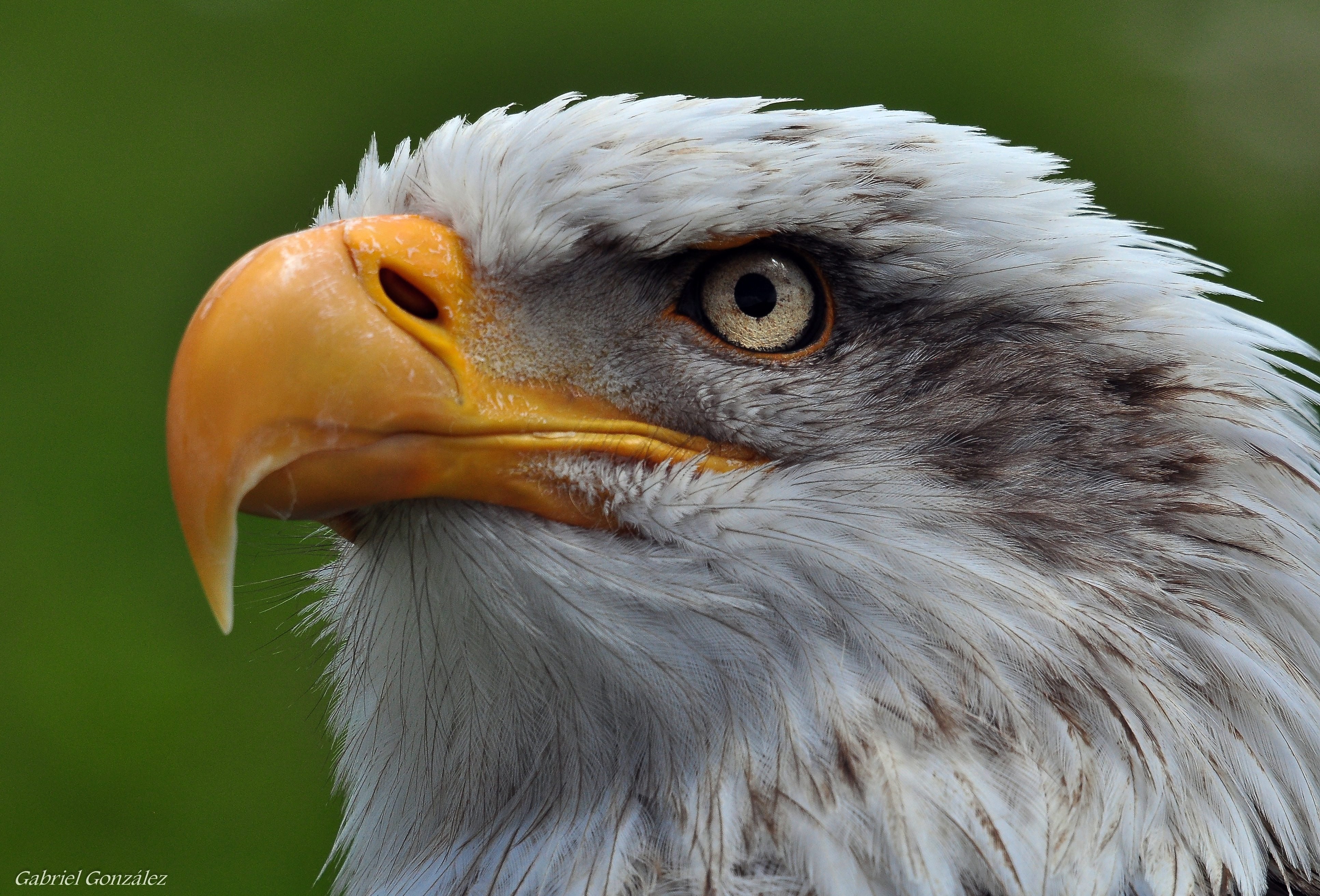 White eagle. Отряд дневные Хищные птицы клюв. Клюв орла. Дневные Хищные птицы Орлы. Мордочка орла.