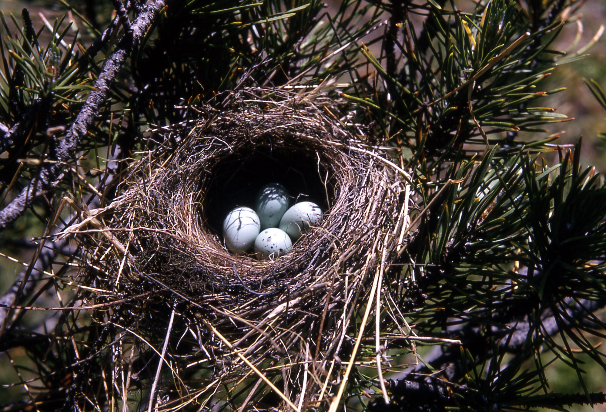 Гнездо воробья фото как выглядит