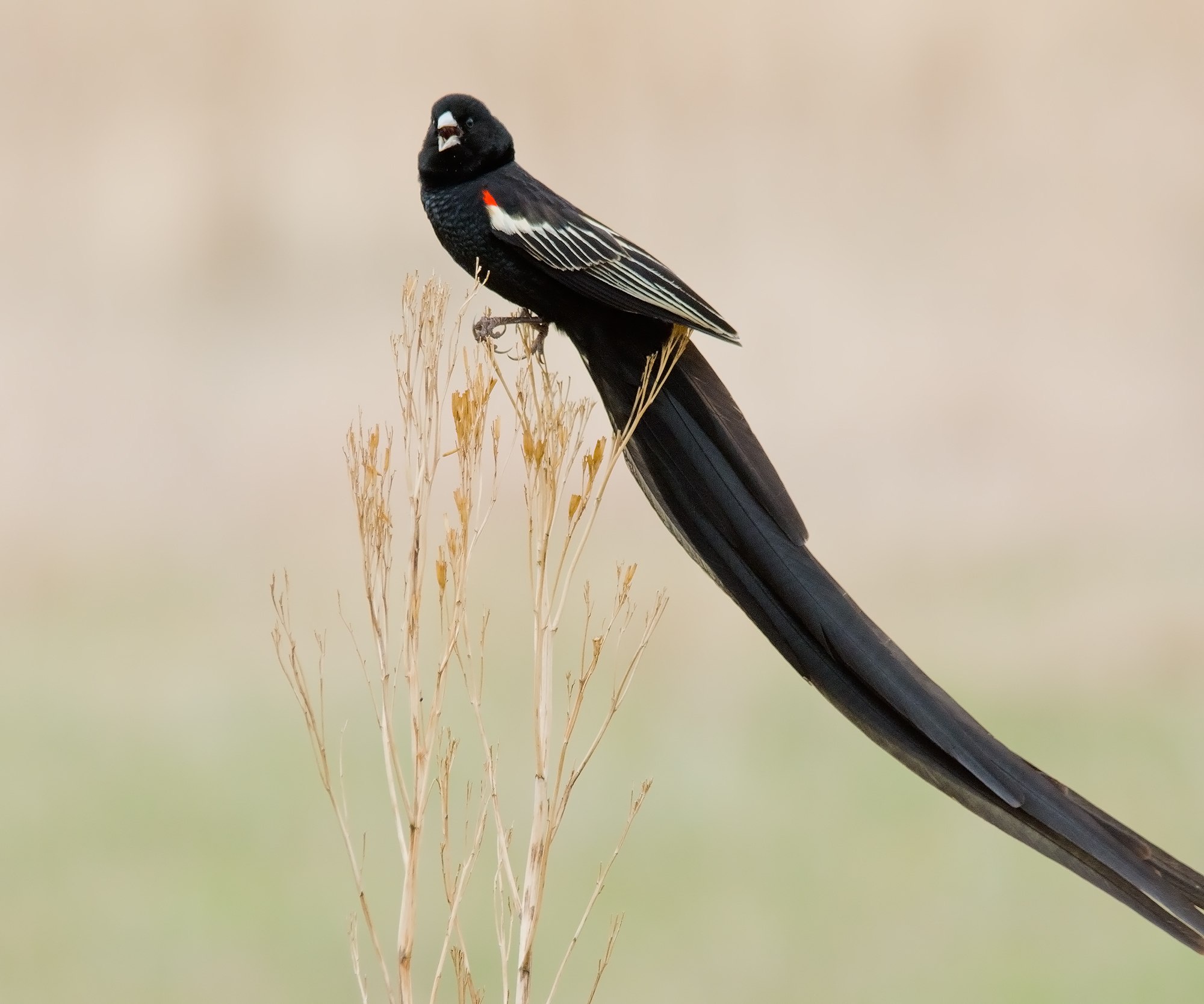 Черная птица с длинным хвостом (48 фото) - красивые фото и картинки  pofoto.club