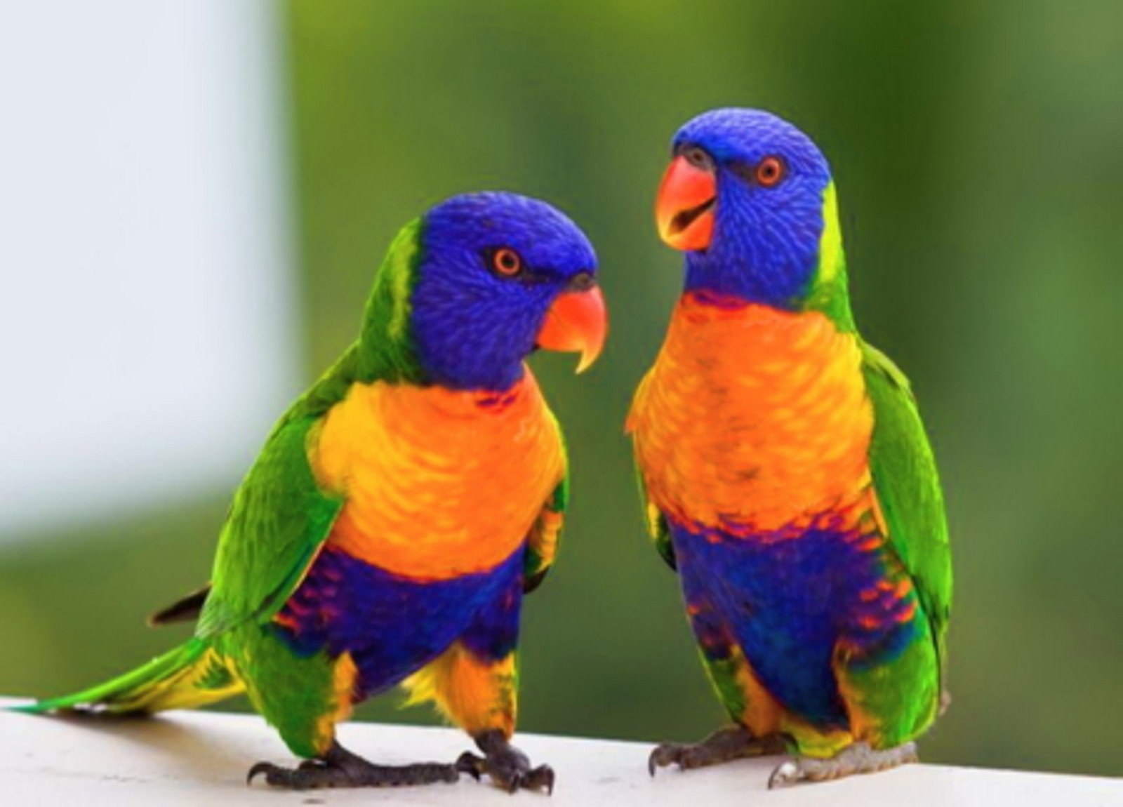 Всем известно что бывают говорящие попугаи. Лорикет попугай. Многоцветный лорикет попугай. Австралийский лорикет. Попугай Лори лорикет.