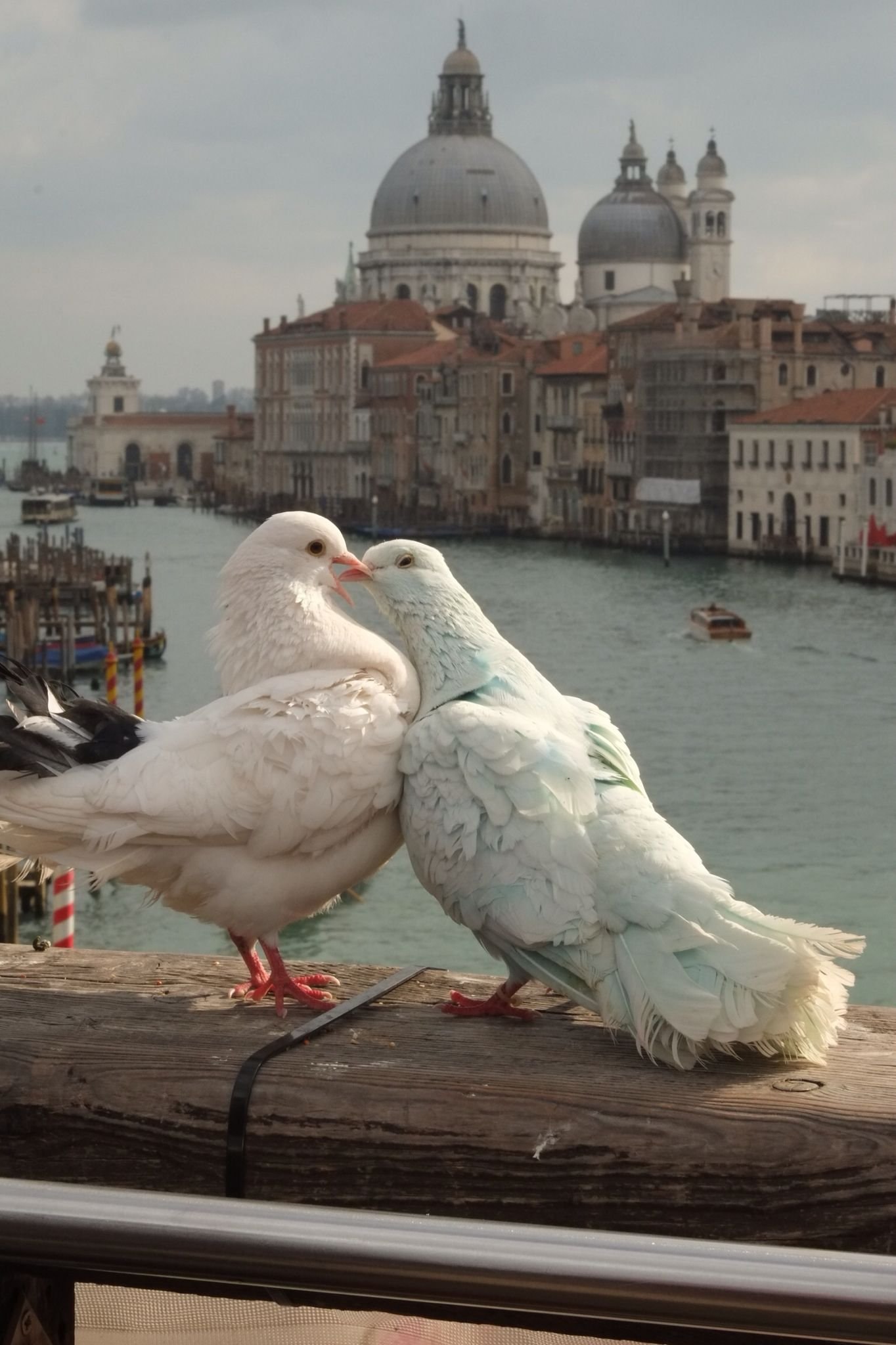 2 голубей. Влюбленные голуби. Два голубя. Голуби в Венеции. Романтический птицы.