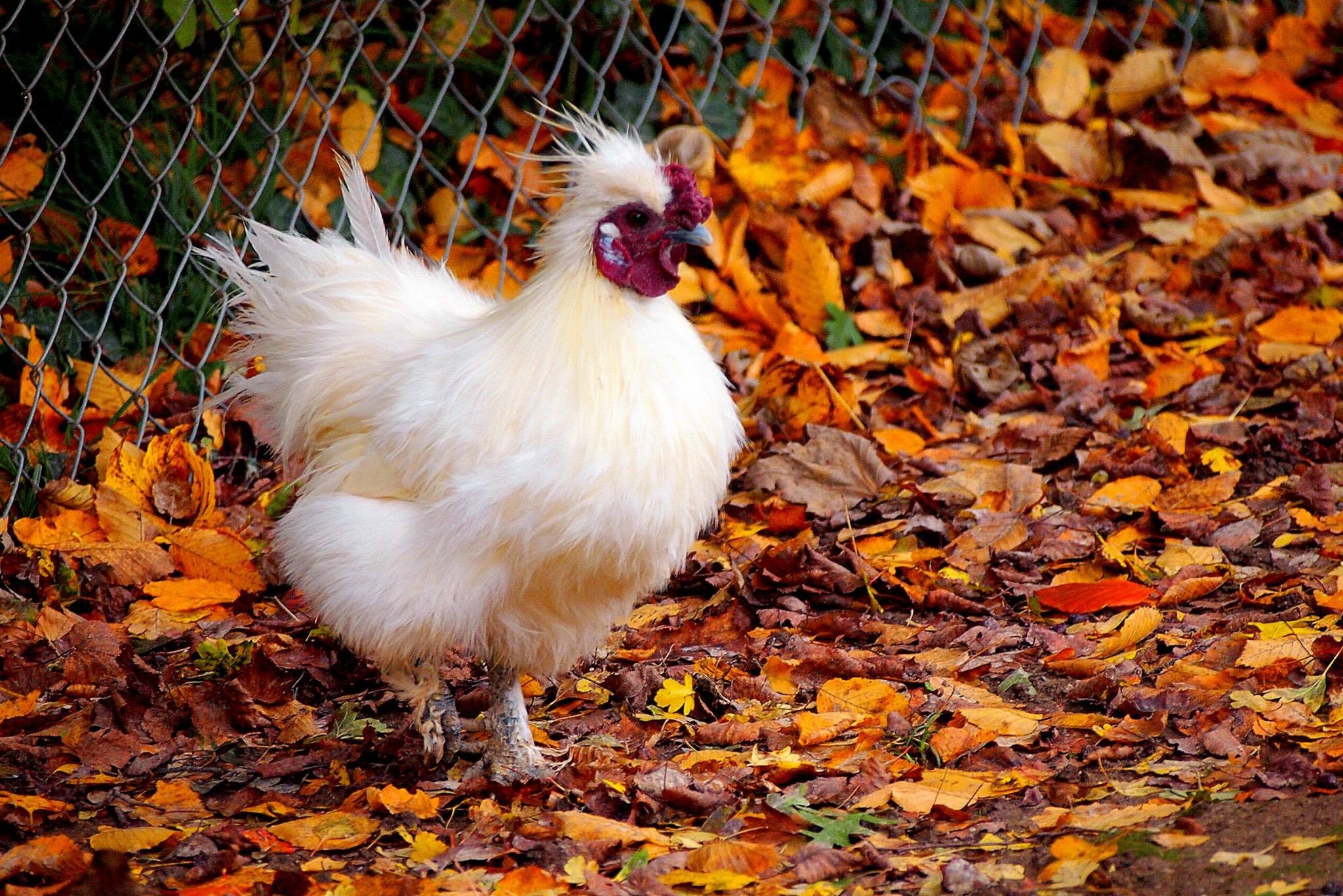 Fall bird. Курица падуан. Лесная курица. Мохноногие куры. Красивые куры.