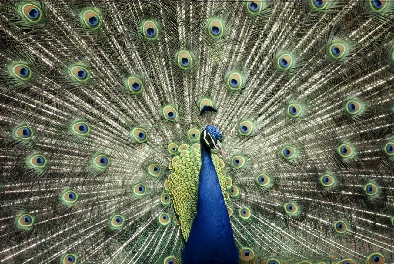 Can you fast forward on Peacock
