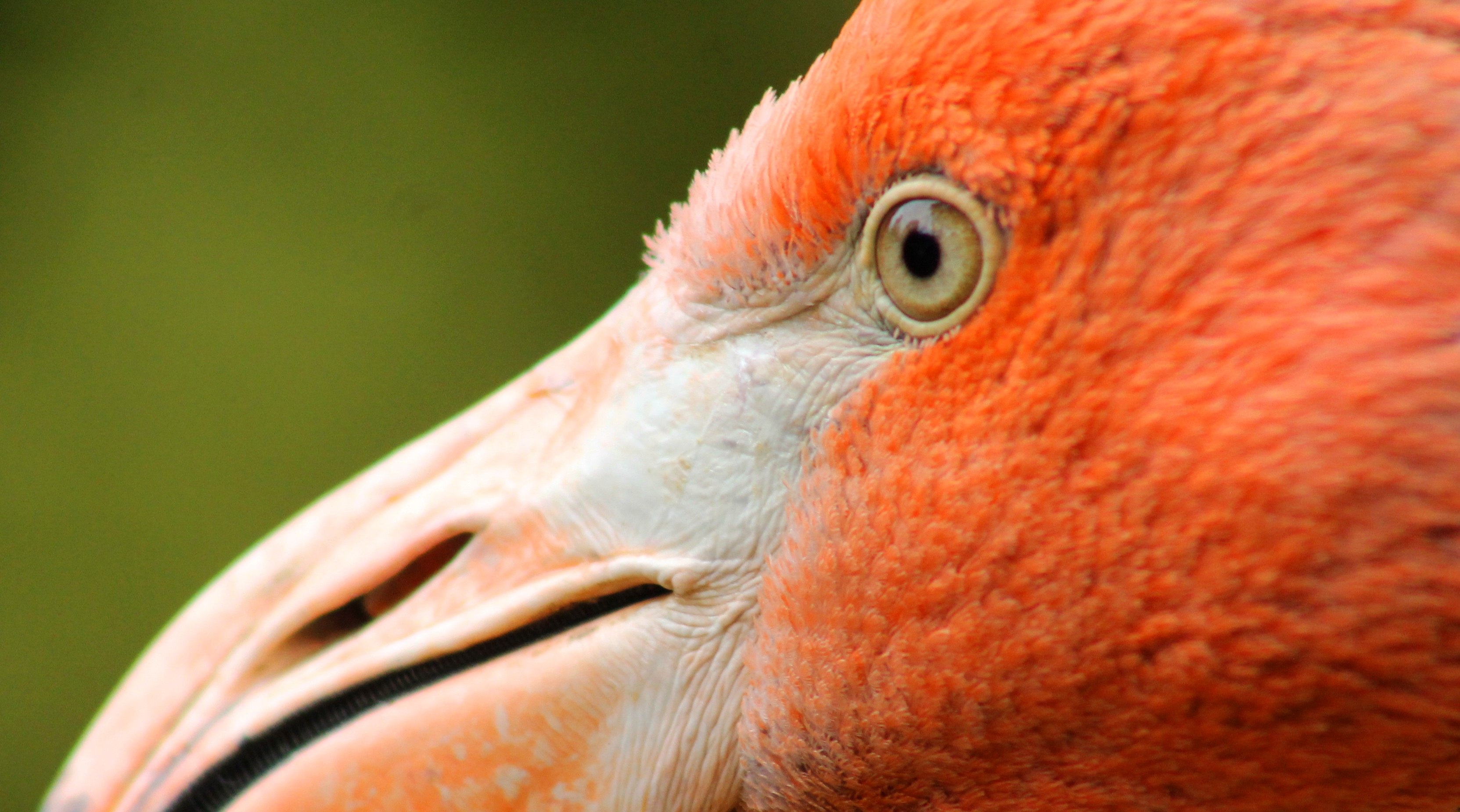 Фламинго глаза фото
