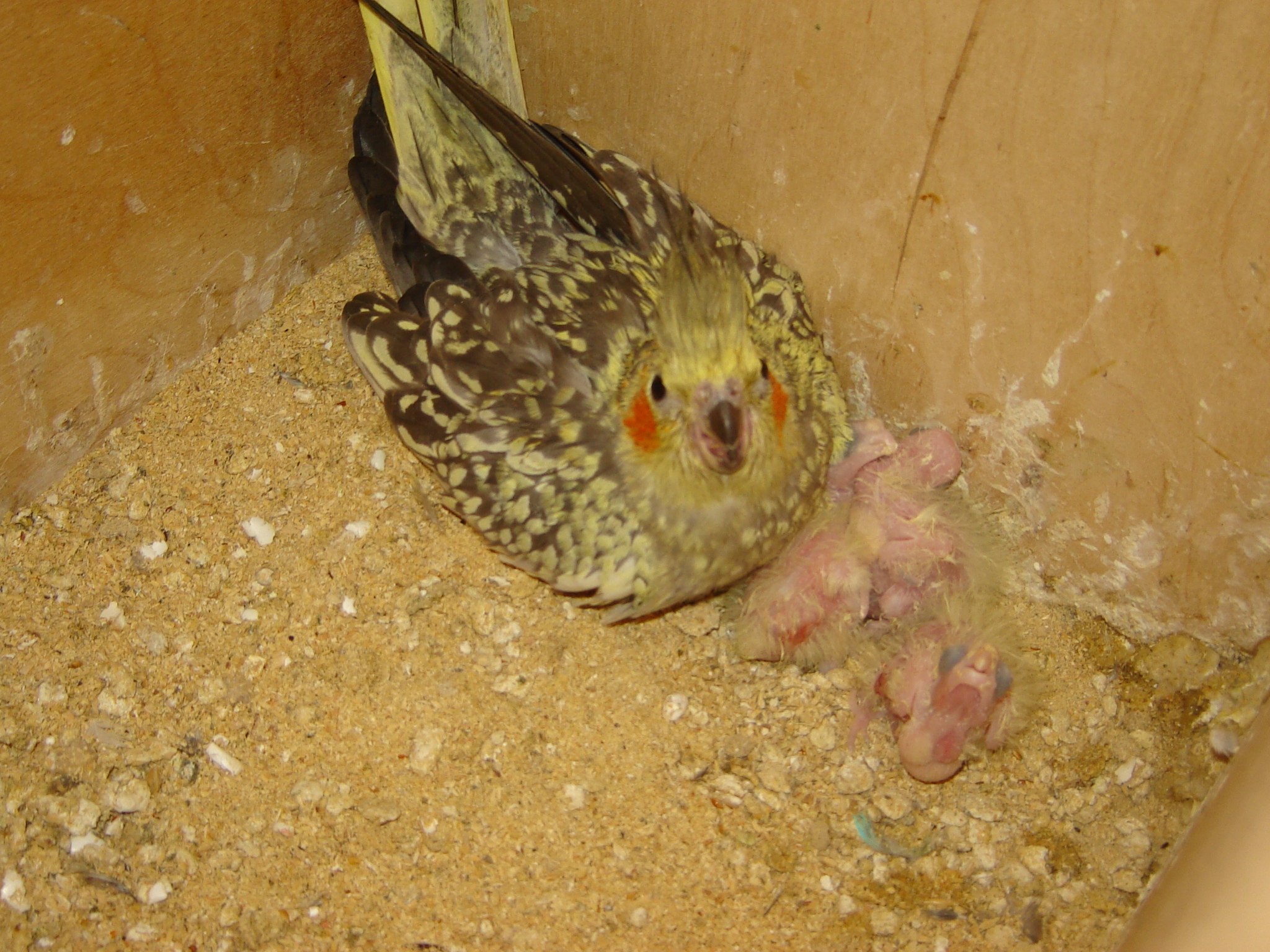 Корелла несет яйца. Попугай корелла птенец. Яйца попугая корелла. Гнездо для попугаев корелла. Корелла высиживает яйца.