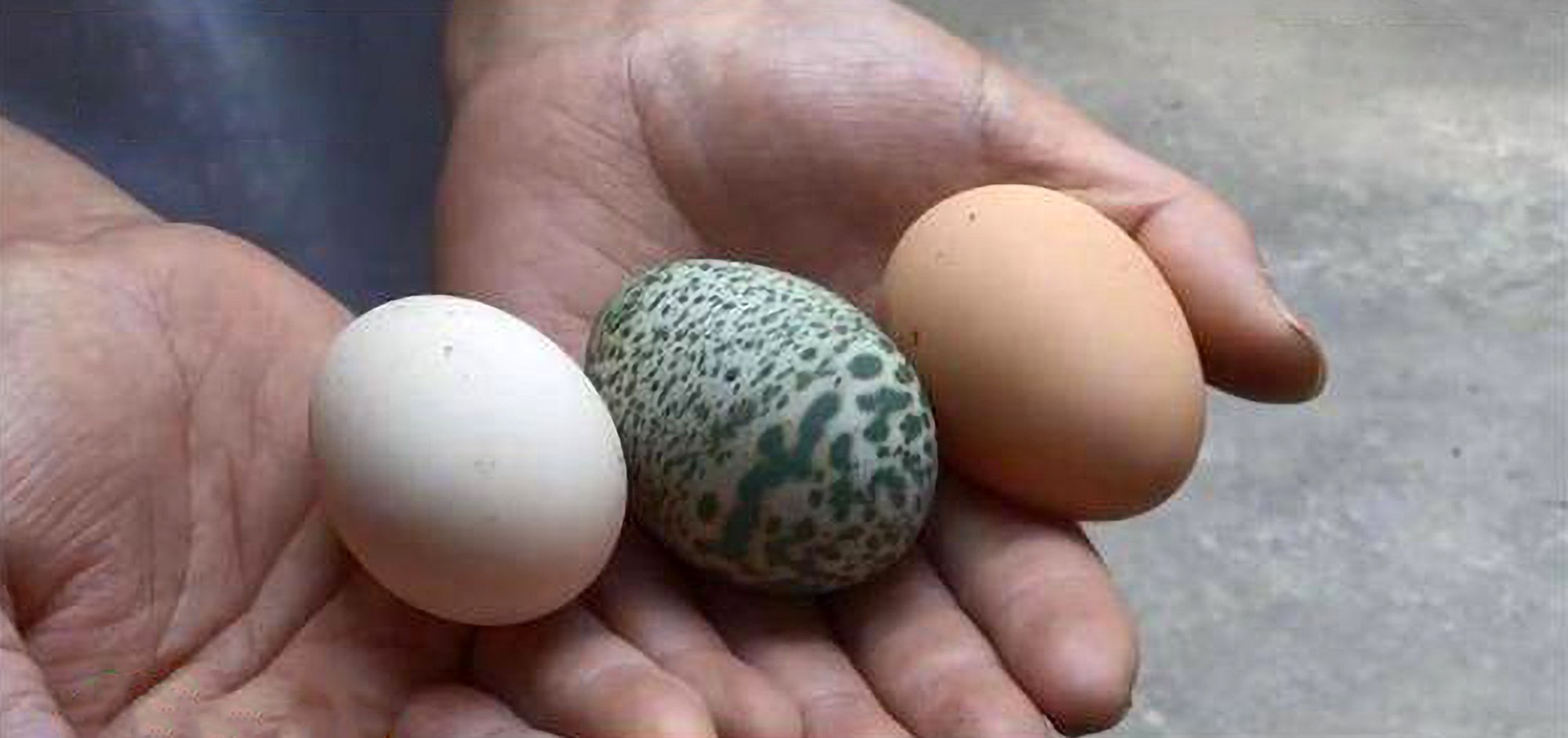 Пестрые яйца. Зелёные куриные яйца. Необычные яйца. Необычные яйца кур. Куры с зелеными яйцами.