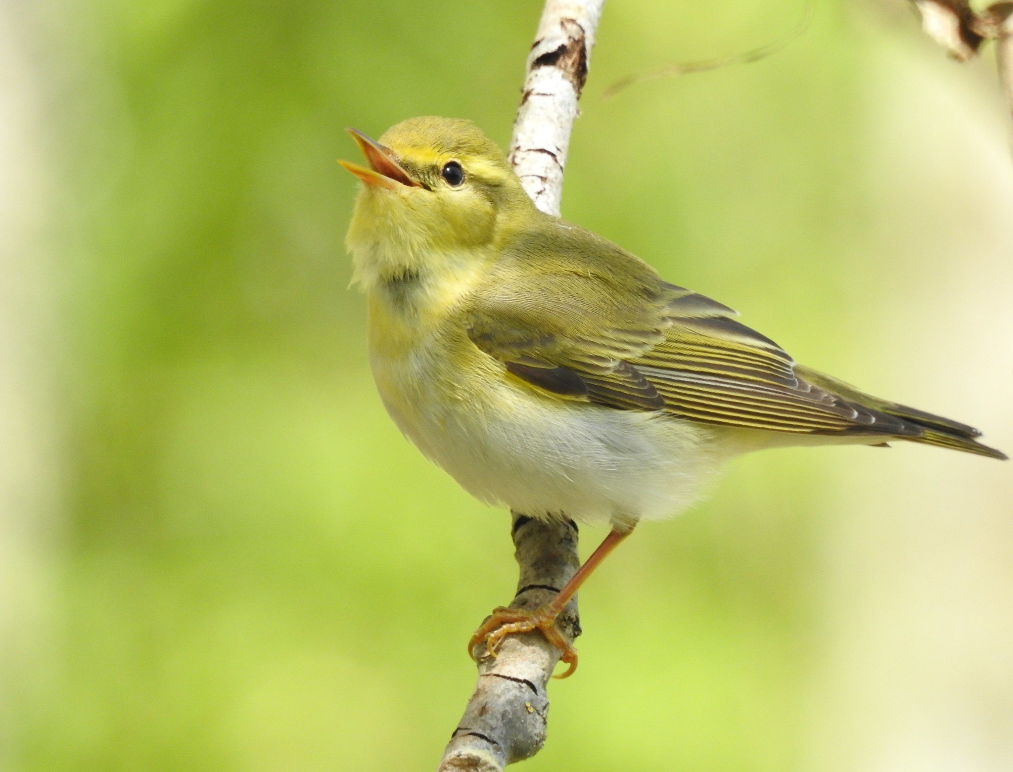 Пеночка. Пеночка-трещотка (Phylloscopus sibilatrix). Пеночка весничка птенец. Пеночка-трещотка птенец. Пеночка-теньковка самец.