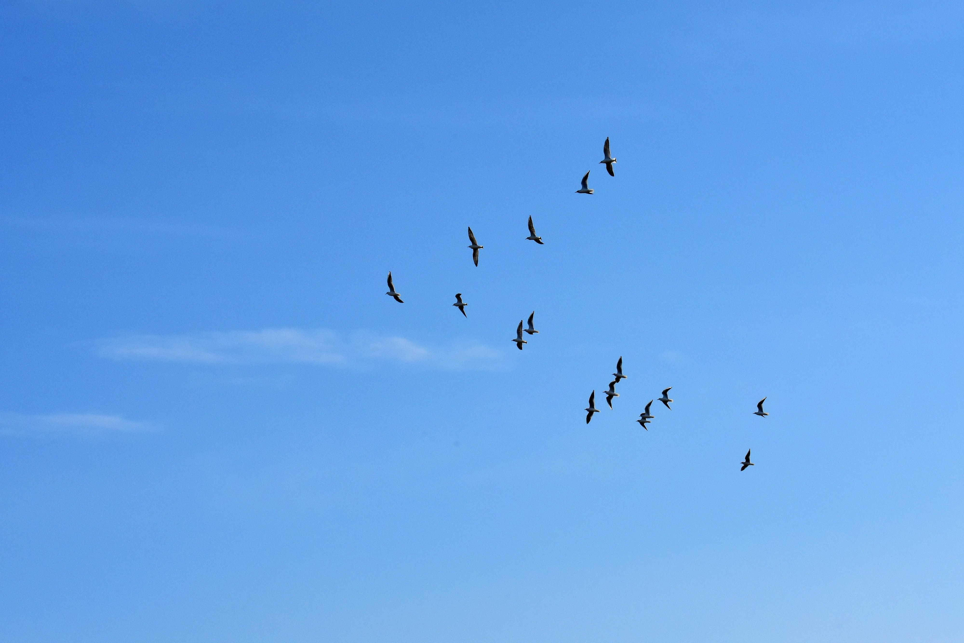Песня тысячи птиц надо мною. Птицы в небе. Стая птиц в небе. Птицы улетают. Птицы в голубом небе.