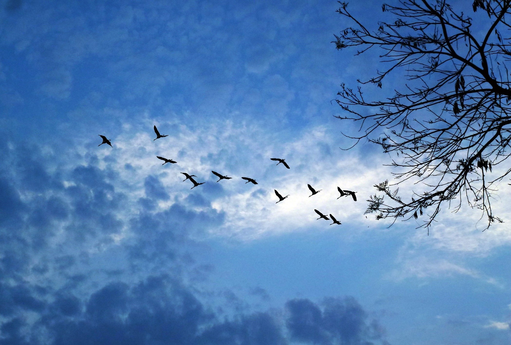 Birds flying away. Птицы в небе. Деревья птицы облака. Птицы на фоне неба. Птицы улетают.