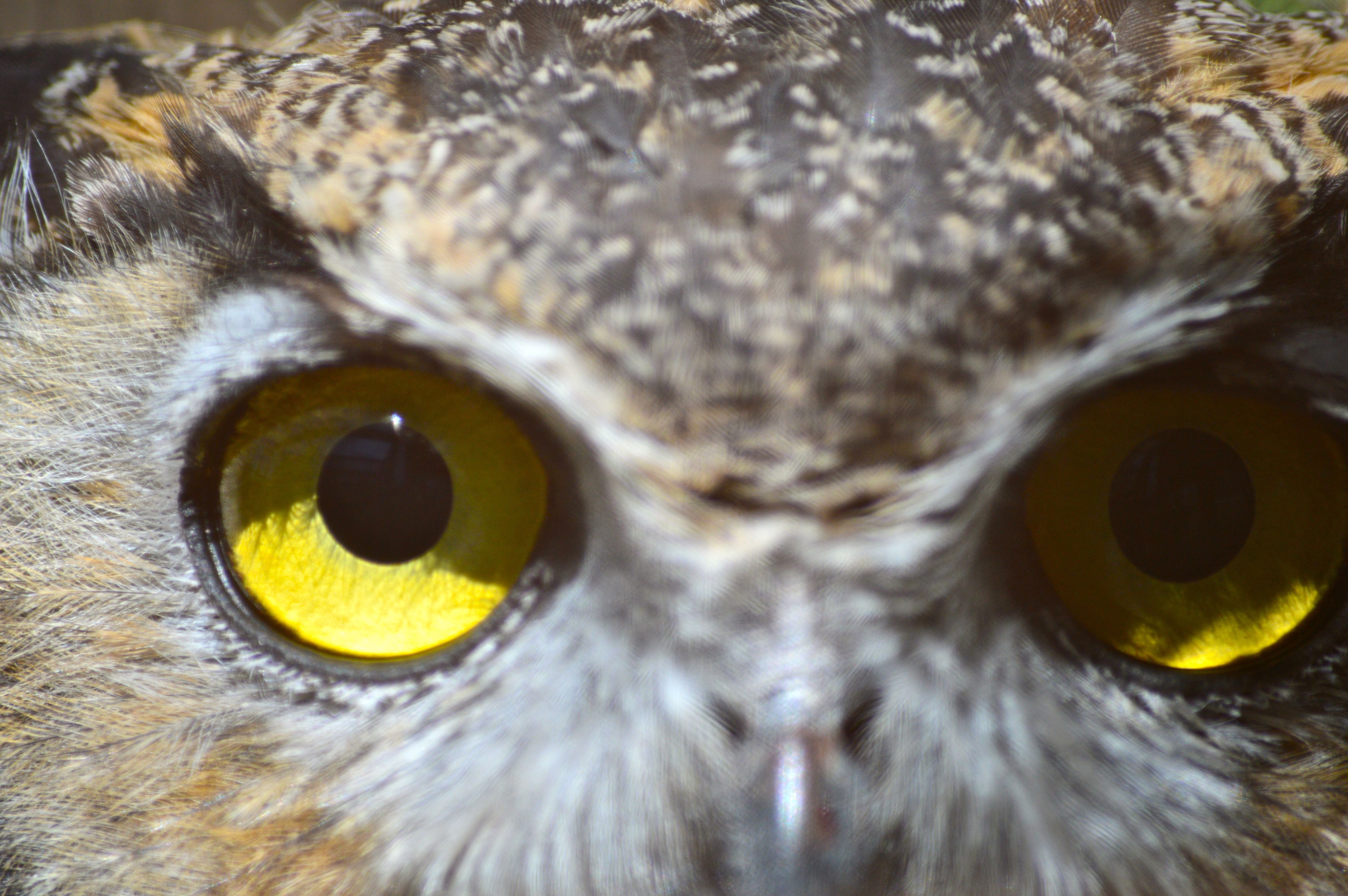 Глаза у птиц особенности. Глаза Совы. Зрачок Совы. Глаз птицы. Желтые глаза.