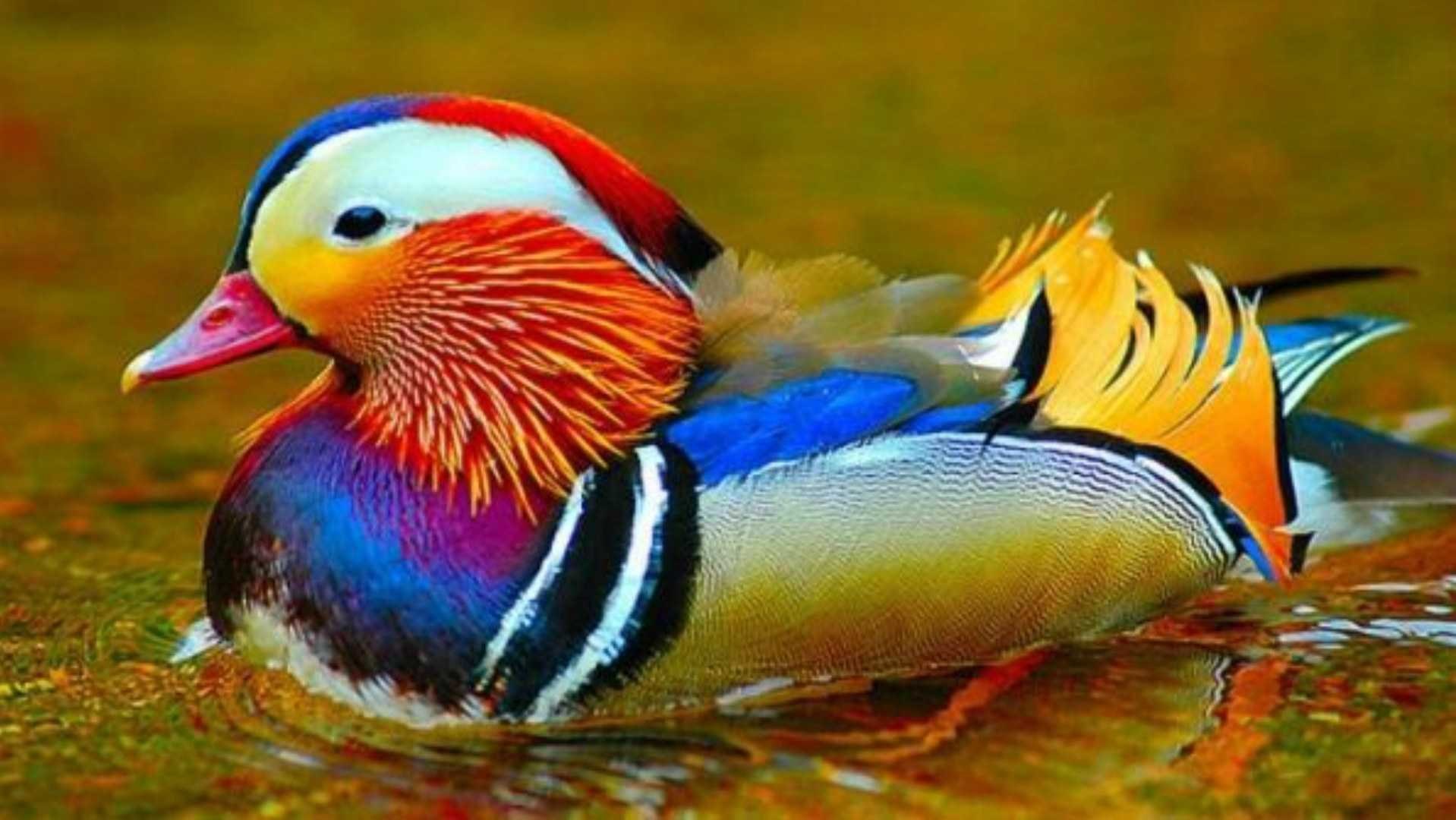 Красивые Птицы России