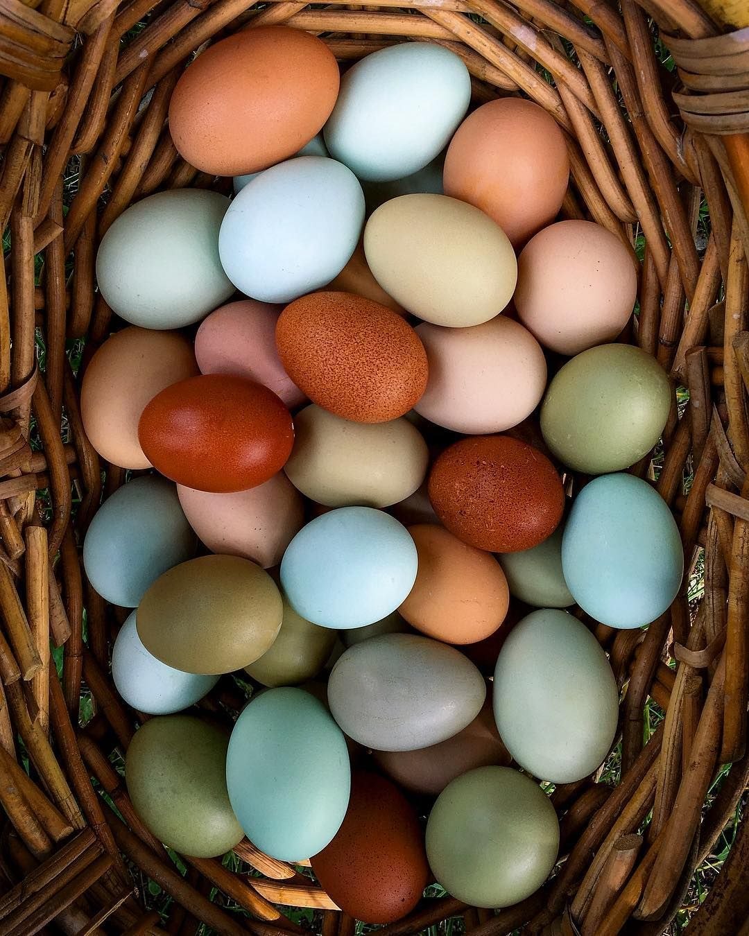 цветные яйца куриные фото