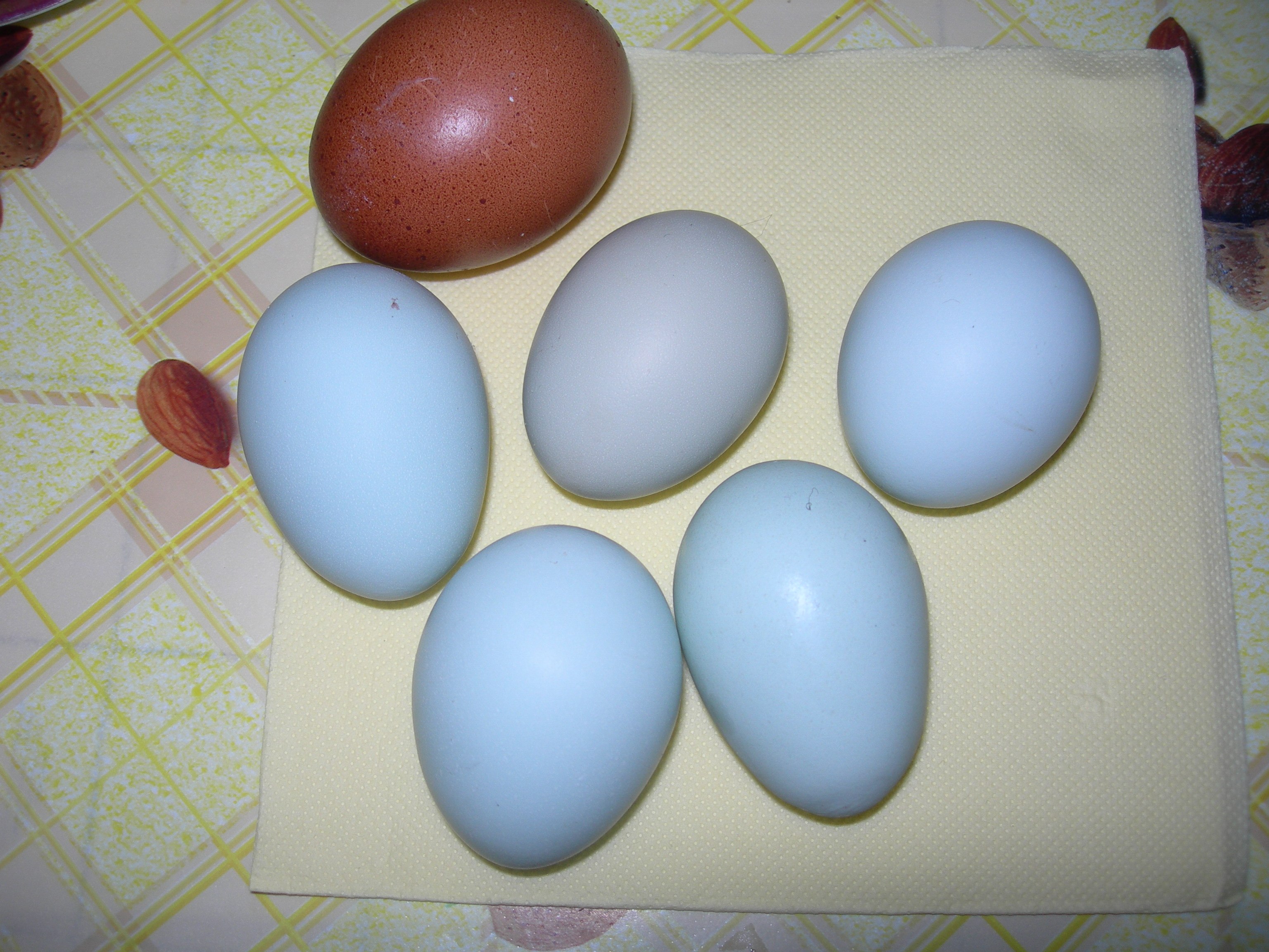 Фото кур несущих голубые яйца. Куры Араукана яйца. Араукана порода кур яйца. Куры Аракуан яйца. Куры породы Араукана яйца.