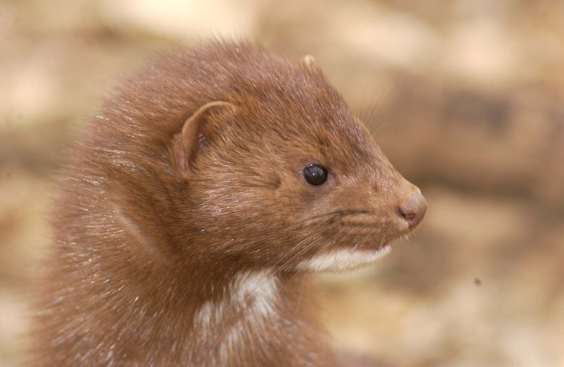 Как выглядит норка. Европейская норка. Mustela Vison. Норка соклот. Mink Mustela Vison.