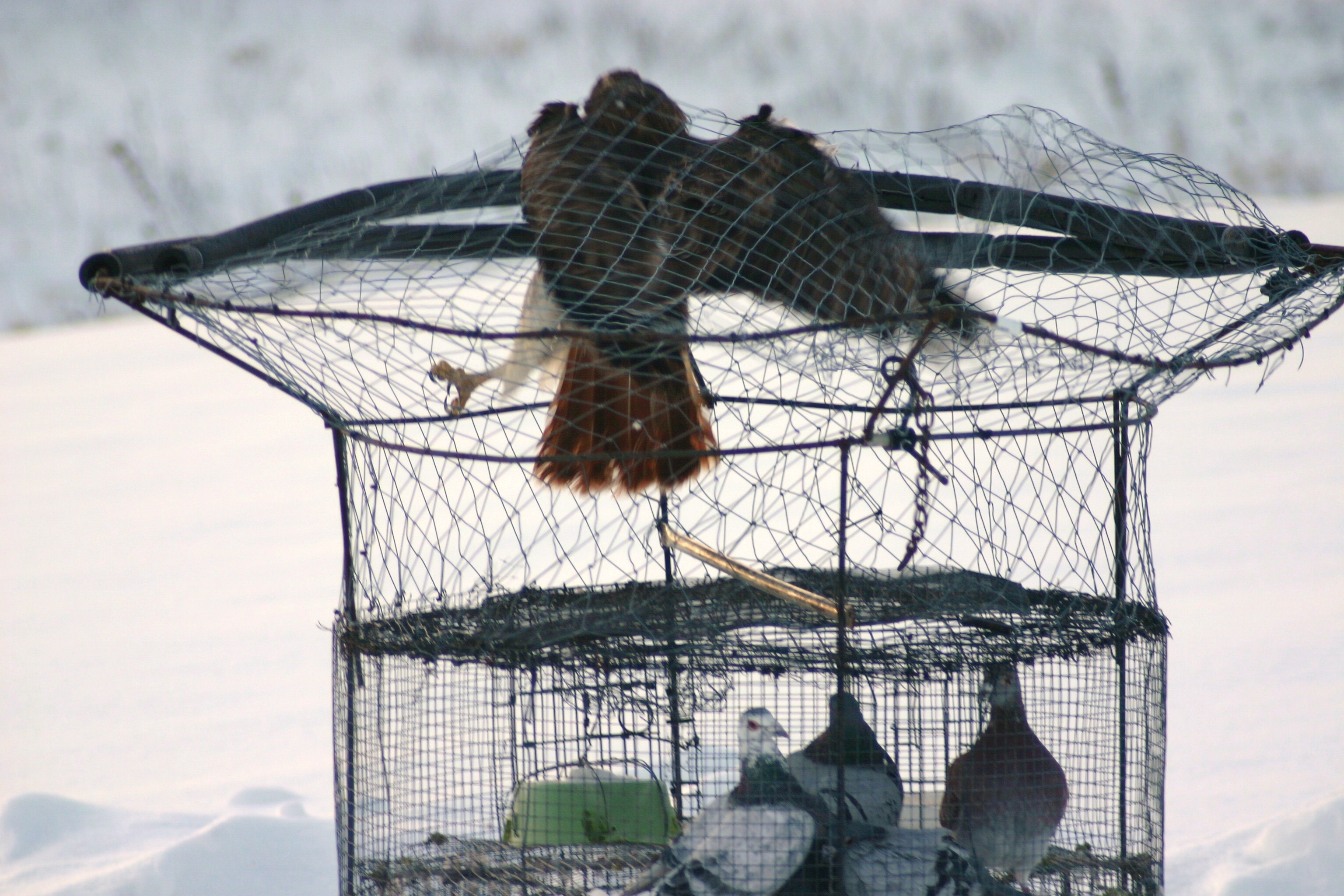Как поймать ястреба-тетеревятника: советы птицеловам