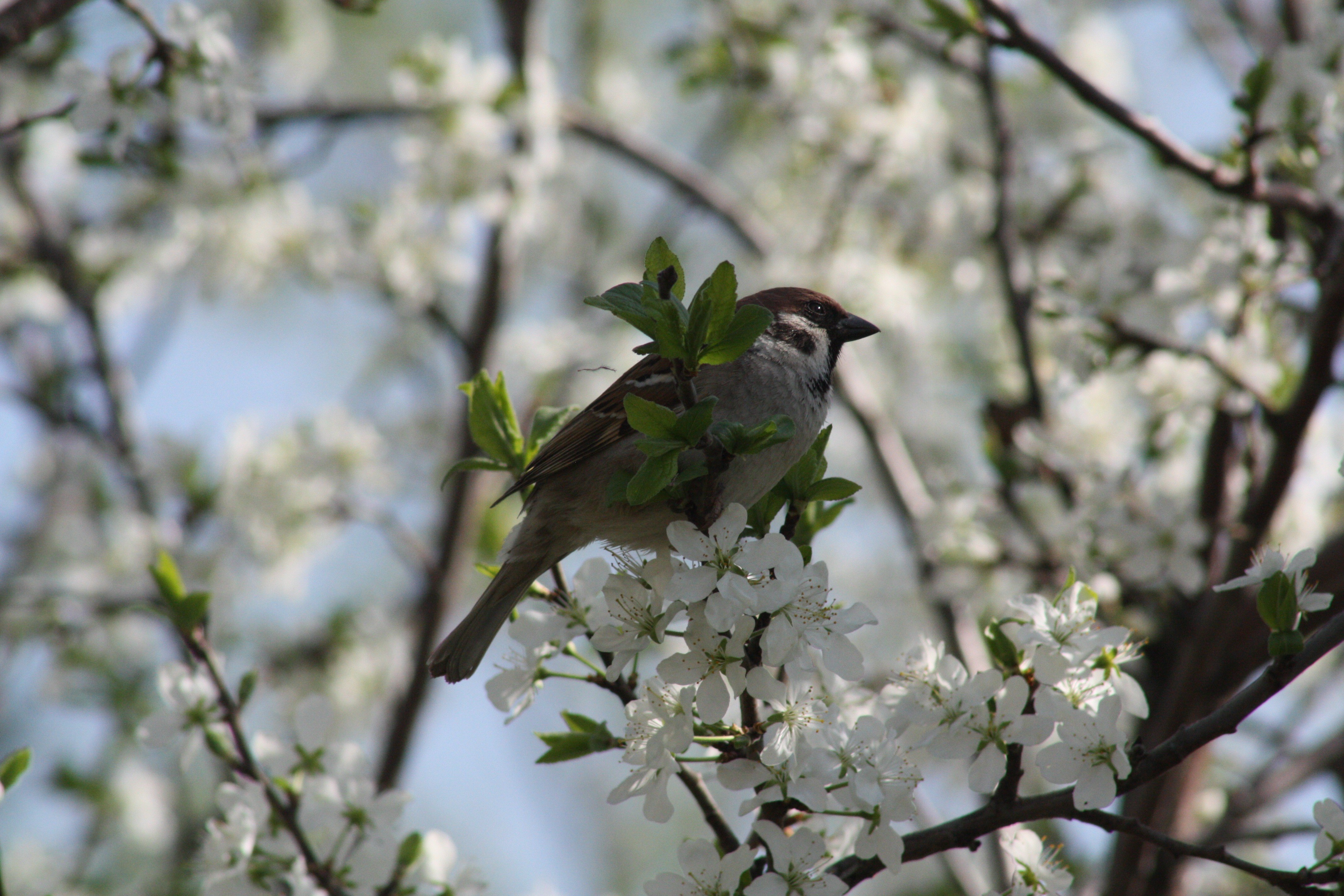 Весенние птицы фото. Весенняя природа. Птицы весной. Птицы в весеннем саду.