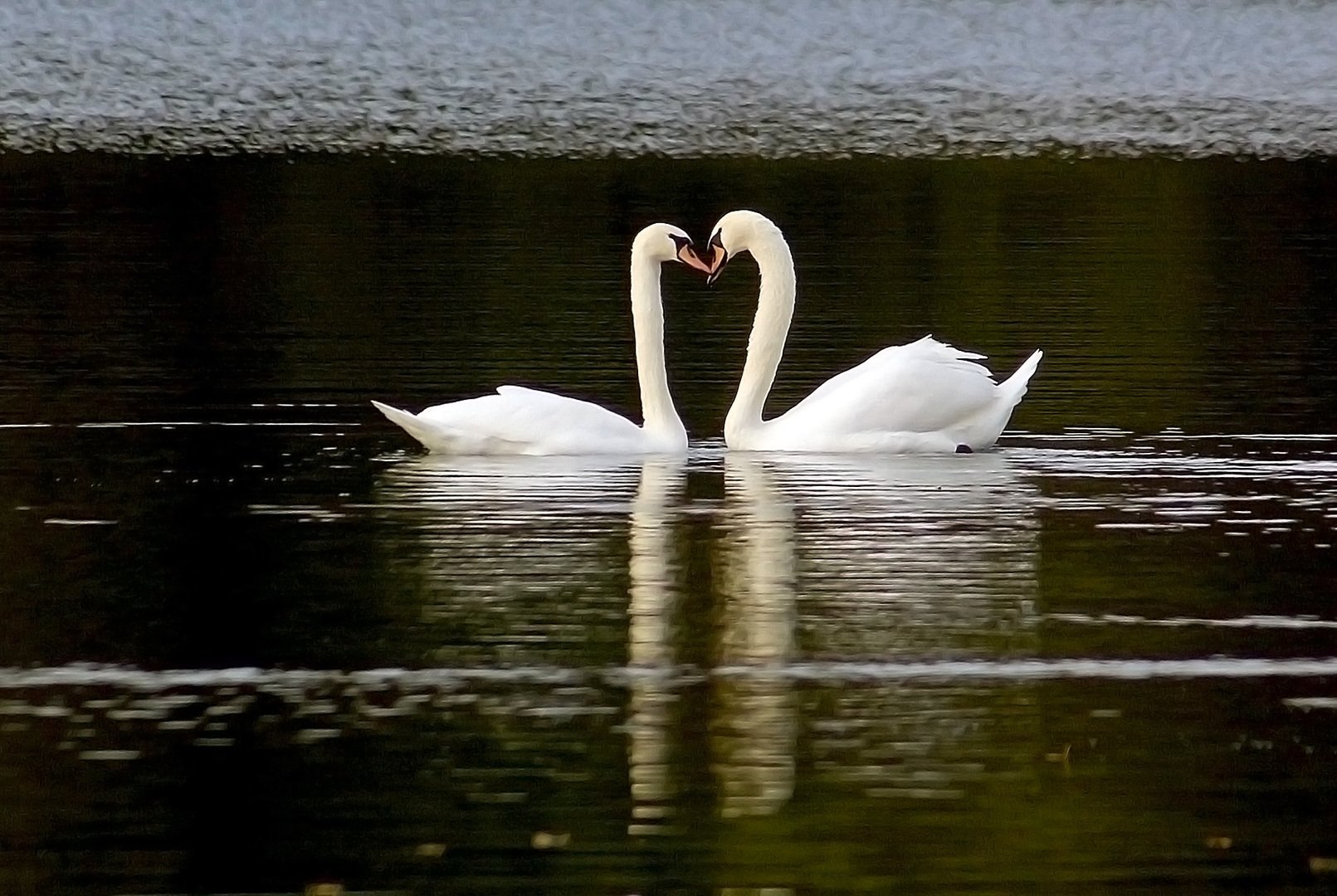 Верность москва. Влюбленные лебеди. Любовь и лебеди. Лебеди целуются. Лебединая верность.