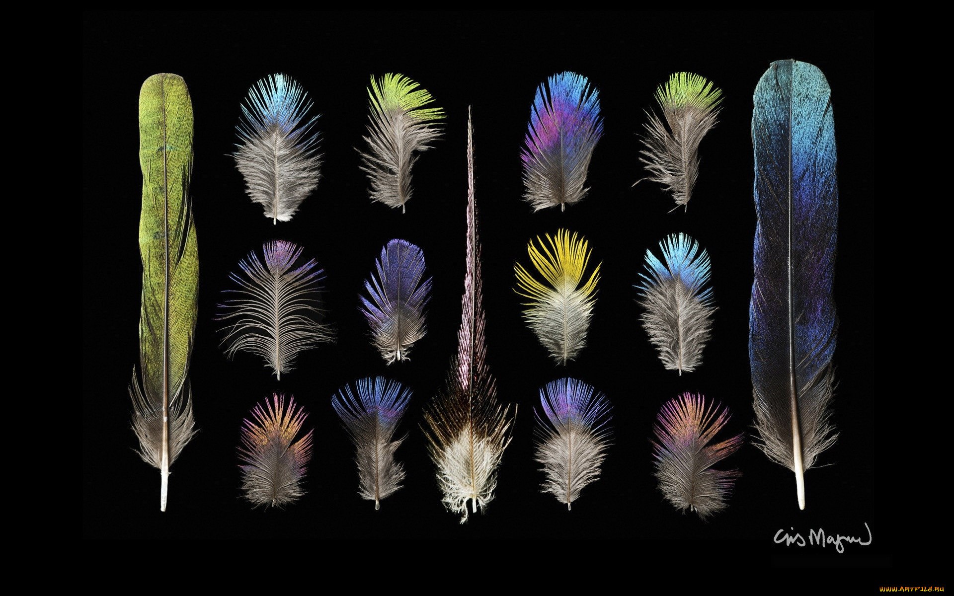 Варианты перьев птиц. Перья птиц. Цветные перья. Красивое перо. Перья разных птиц.