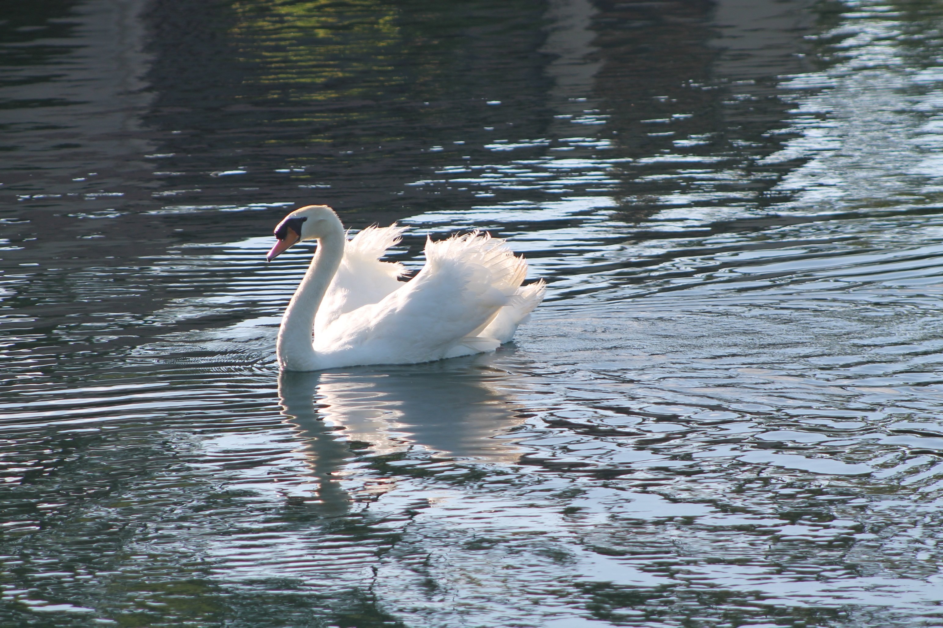 Белые лебеди на озере. Лебединое озеро белый лебедь. Лебедушка Лебединое озеро. Водоплавающие птицы лебедь. Белый лебедь плавает в озере.