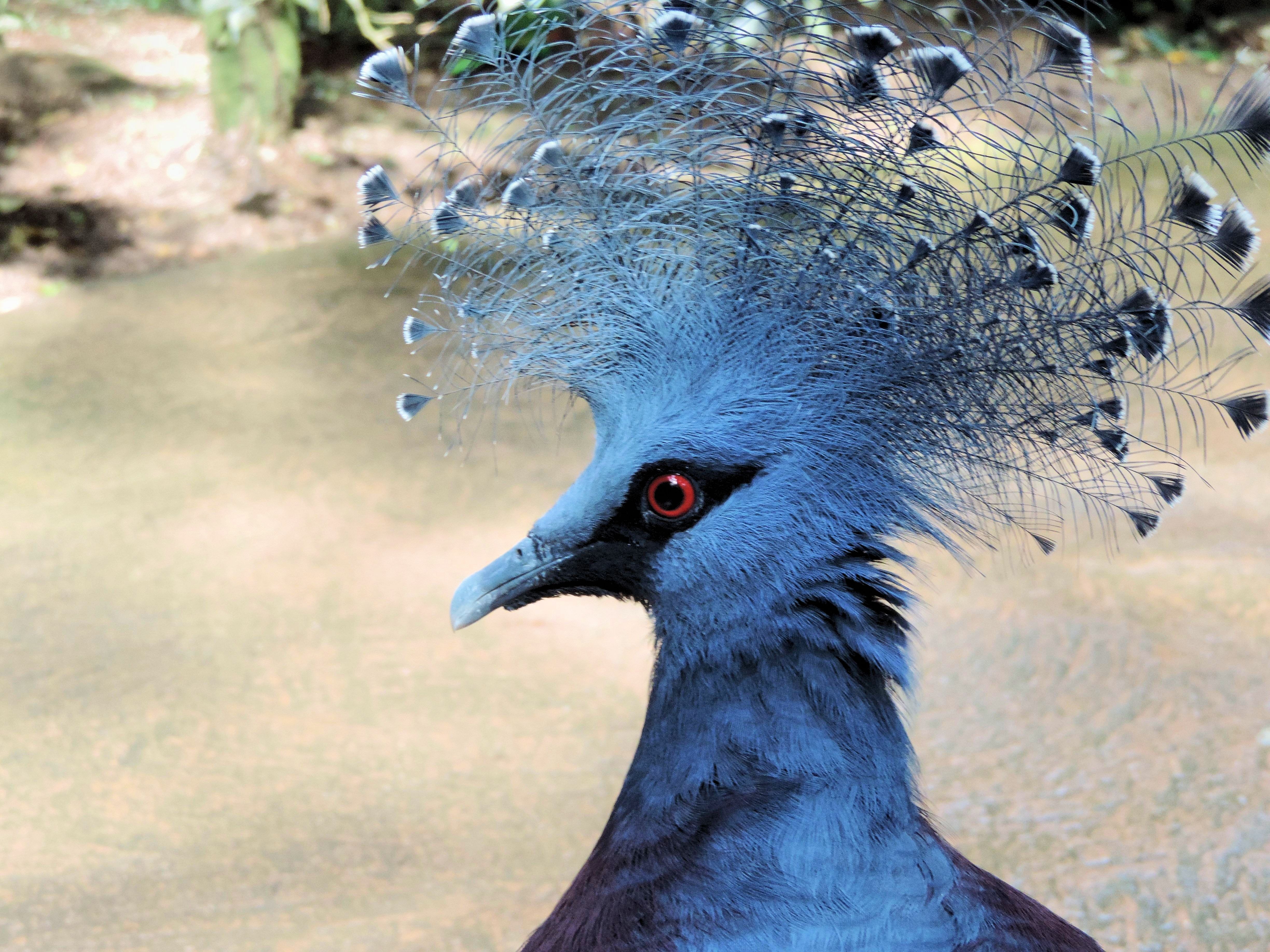 Веероносный венценосный голубь (Goura Victoria)