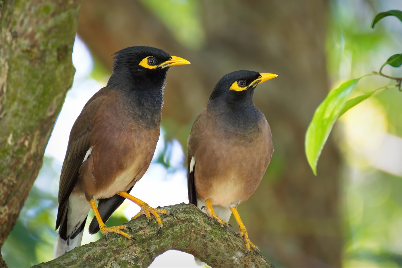 Майна это. Майна обыкновенная (common Myna).. Индийский скворец майна. Майна Среднеазиатская. Афганка птица.