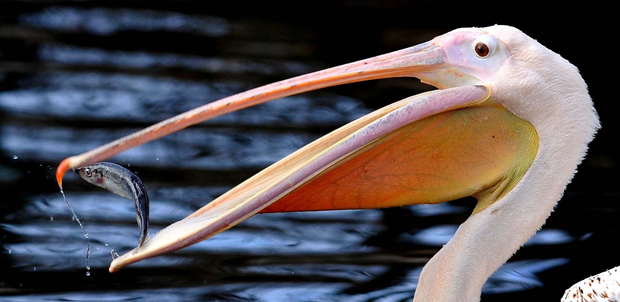 Пеликан ловит рыбу. Розовый Пеликан птица. Клюв пеликана. Пеликан питается рыбой. Пеликаны Бабуры.