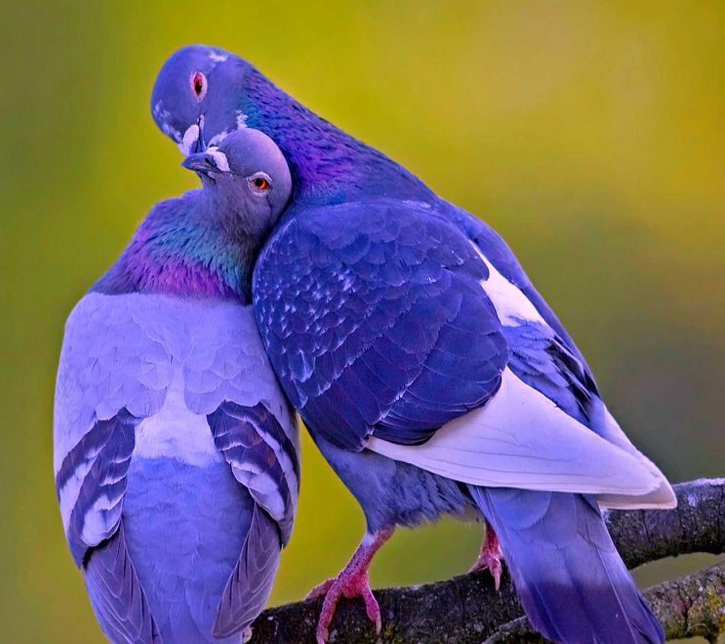 Красивые фото голубей в хорошем качестве