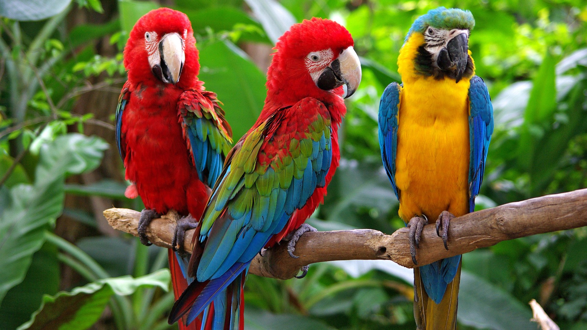 В зоопарке живут 5 видов попугаев. Синелобая аратинга самка. Маверик попугай порода. Попугаи в Никарагуа. Попугай жако зеленый.