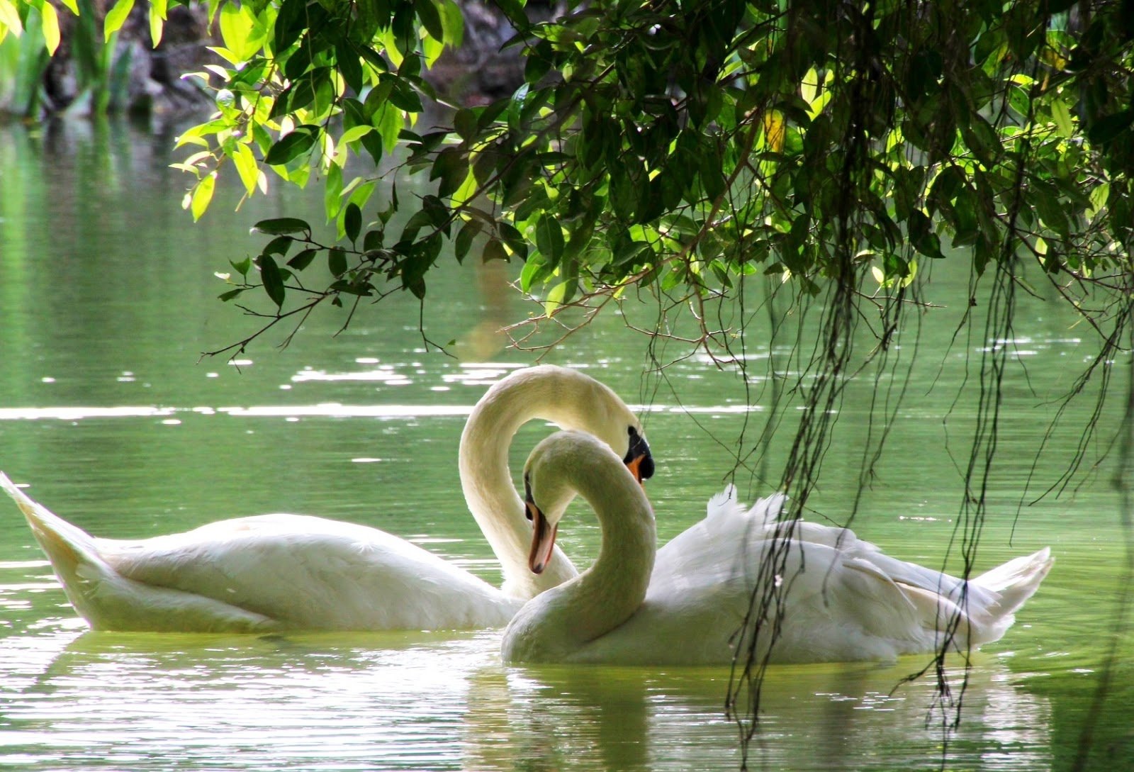 Красивые озера лебеди. Лебеди на озере. Природа озеро лебеди. Лебеди в пруду. Красивая природа с лебедями.