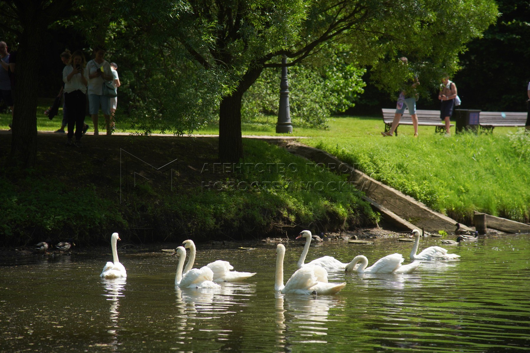 Swan lake парк горького. Голицынский пруд парк Горького. Лебединое озеро парк Горького. Парк Лебединое озеро в Воронеже. Парк Царицыно лебеди.