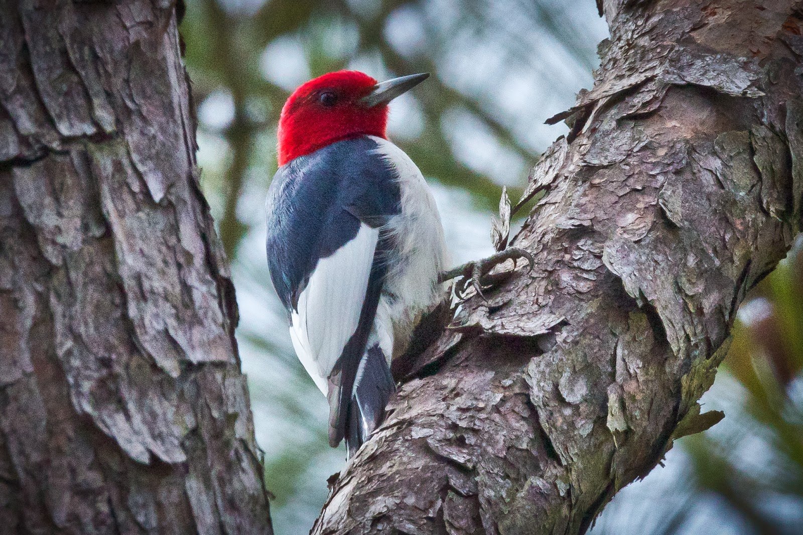 Melanerpes erythrocephalus