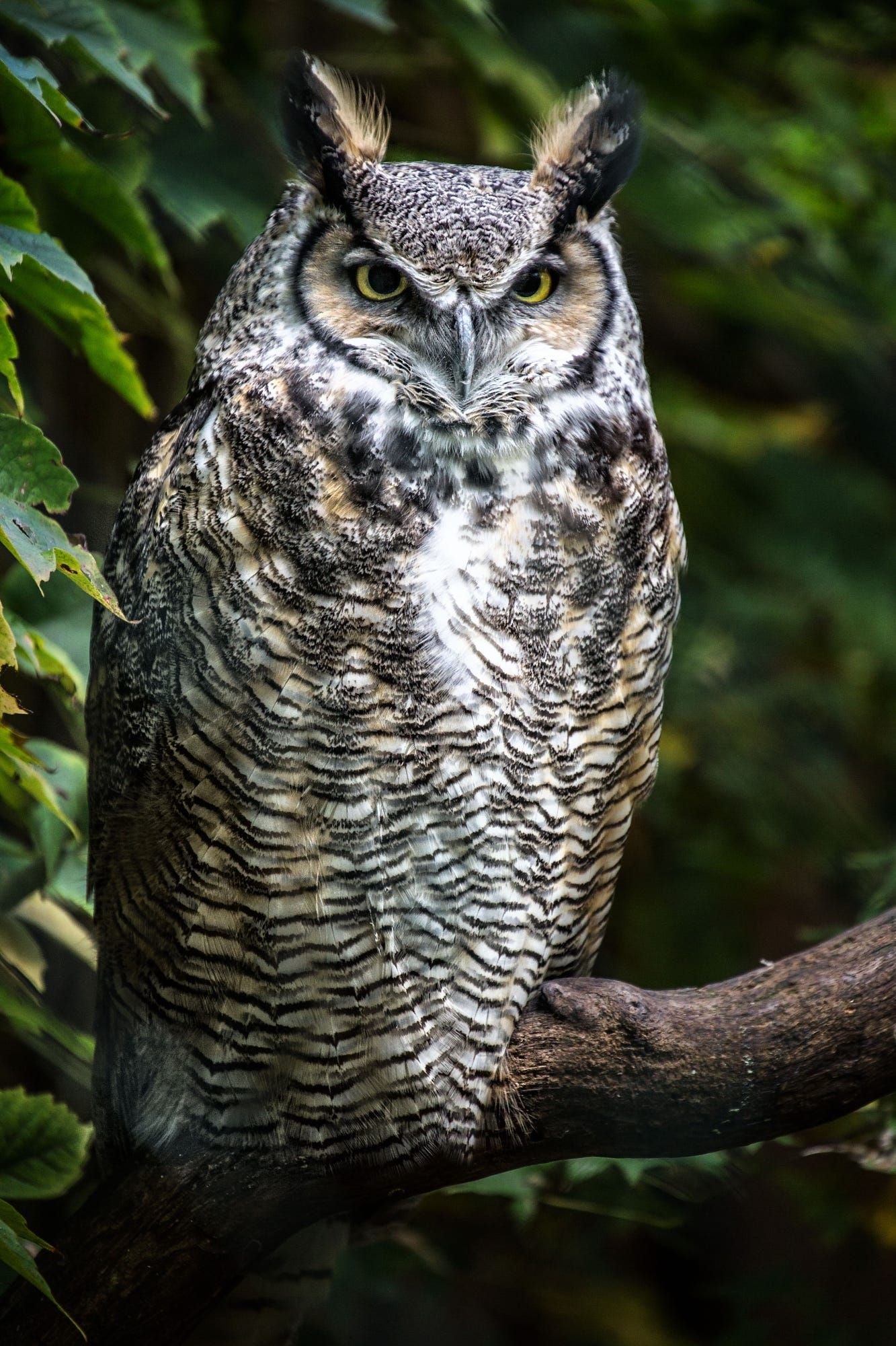 Виргинский Филин (Bubo virginianus)