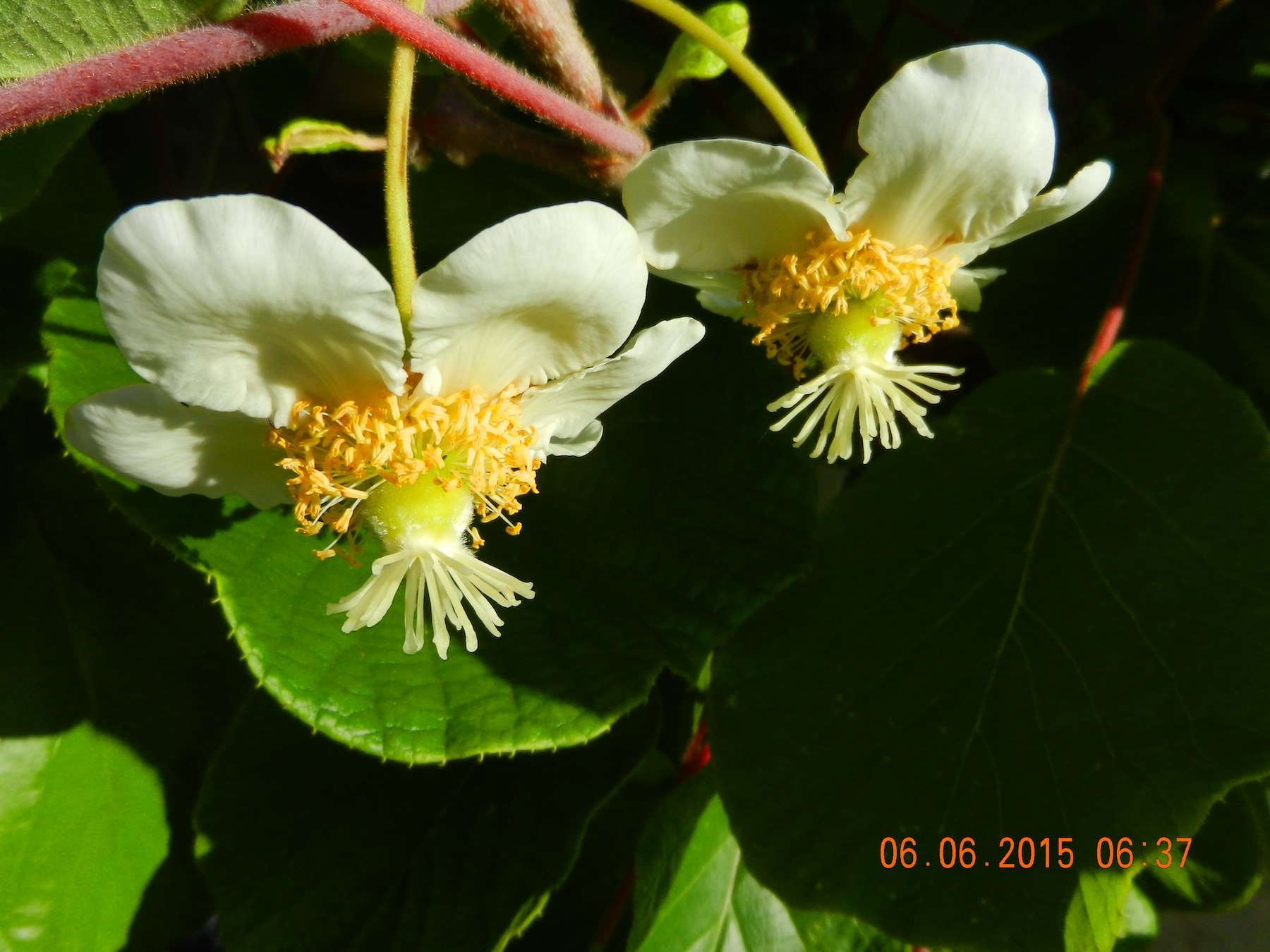 Цветок киви. Актинидия Джиральди. Киви дерево цветы. Цветущее дерево киви. Киви растение цветение.