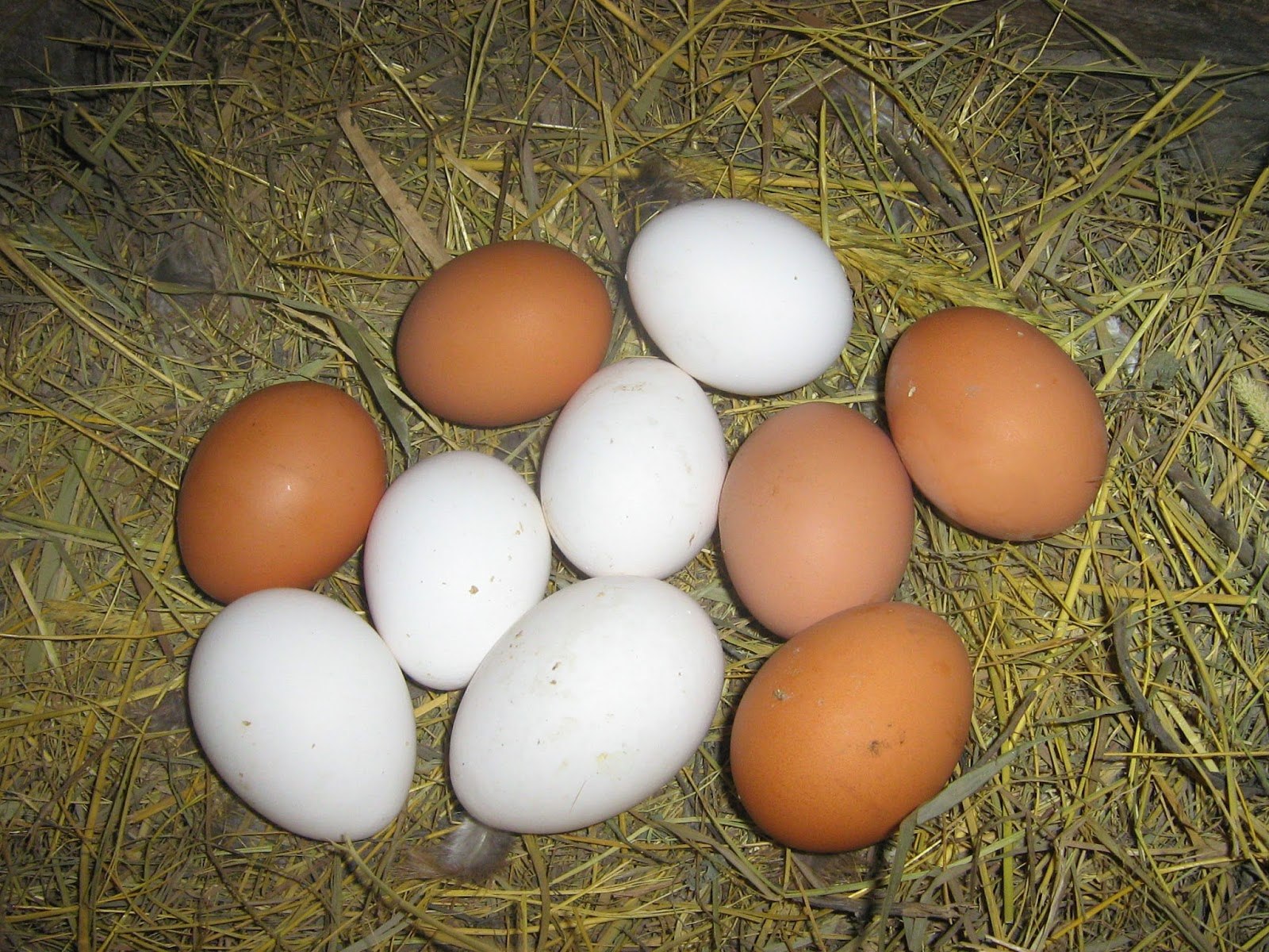 Купить яйца кур на авито. Хайсекс Браун яйцо. Ломан Браун яйценоскость. Инкубационное яйцо Ломан Браун. Хайсекс Браун цвет яйца.