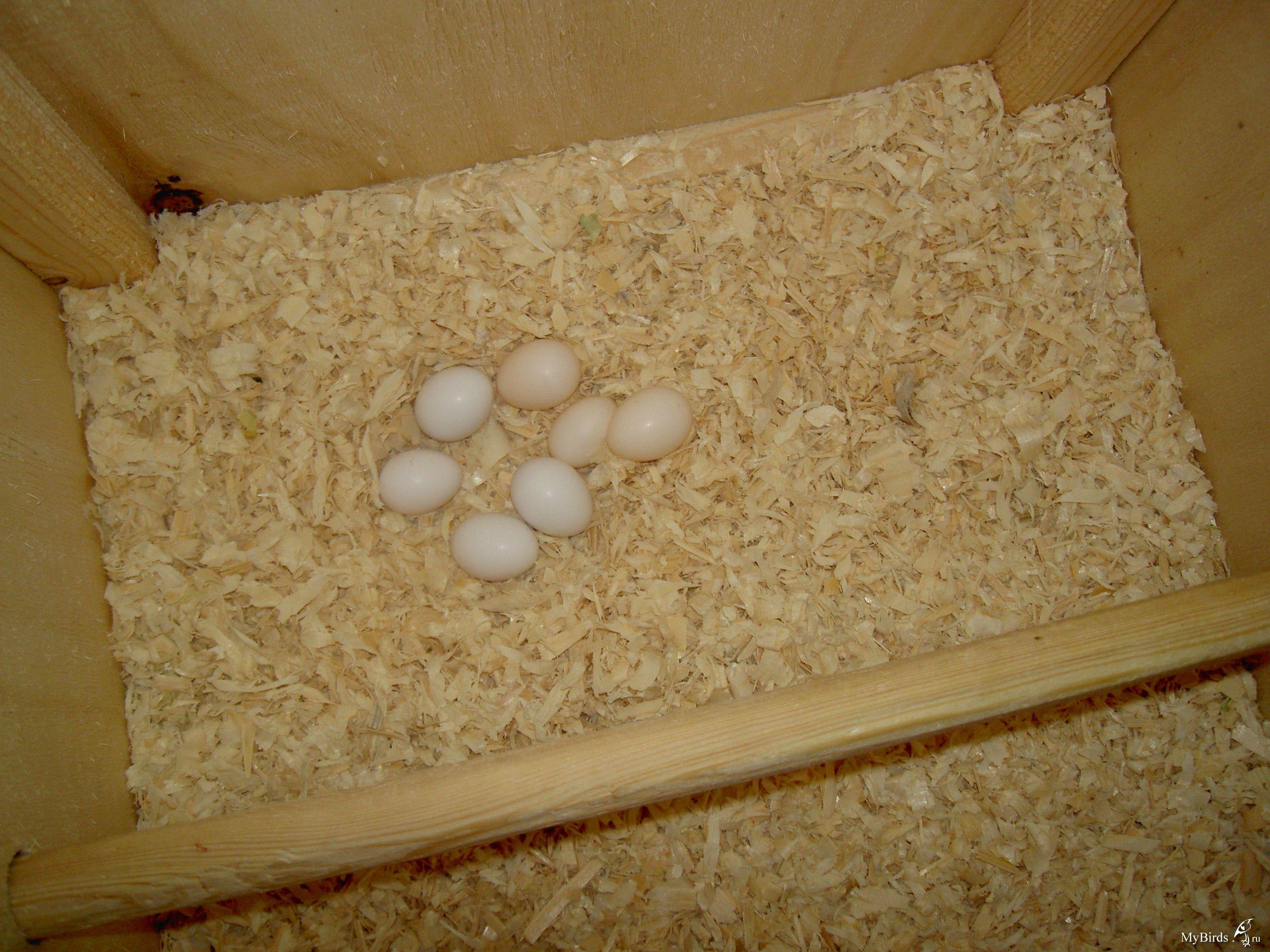Можно давать яйца попугаям. Яйца попугая корелла. Оплодотворенные яйца волнистых попугаев. Попугай корелла снесла яйцо.