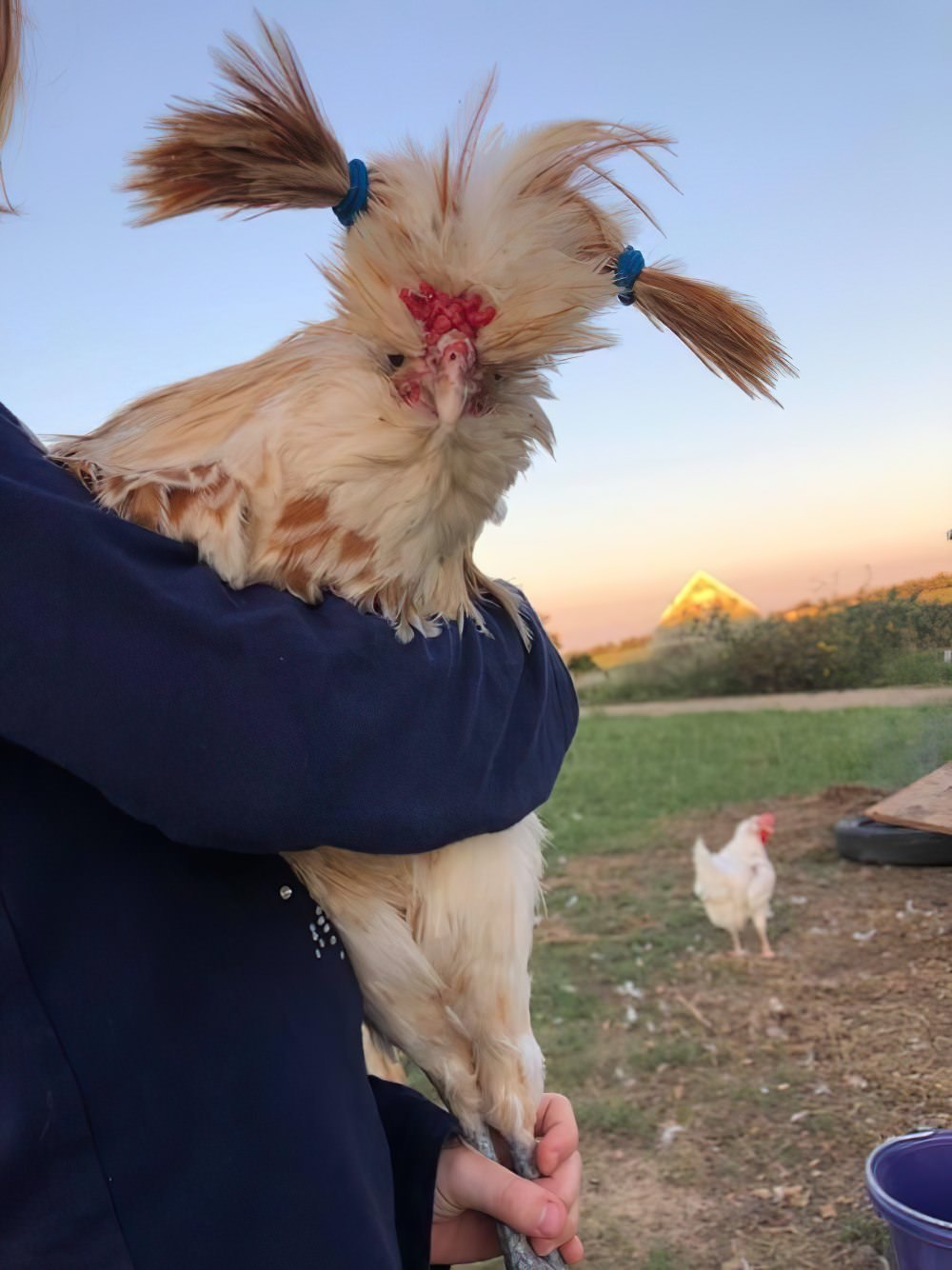 Курица с хвостом на голове