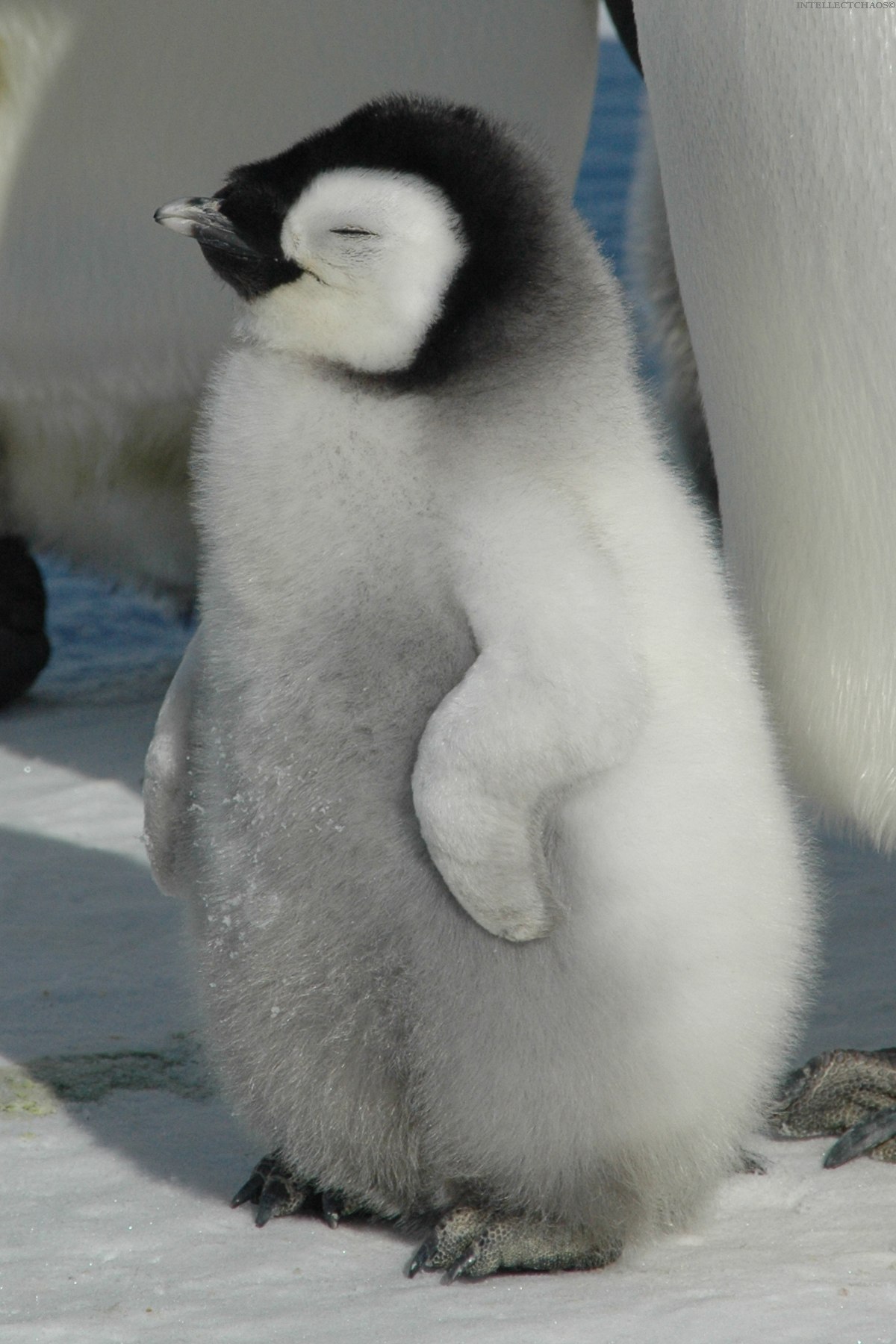 Смотрите, как выглядел пингвин в древние времена. Он был самым крошечным на планете!