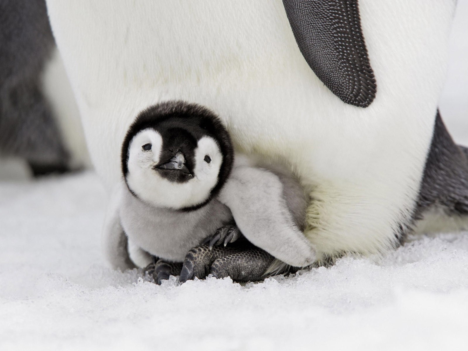 Идеи для срисовки по клеточкам маленький пингвин (90 фото)