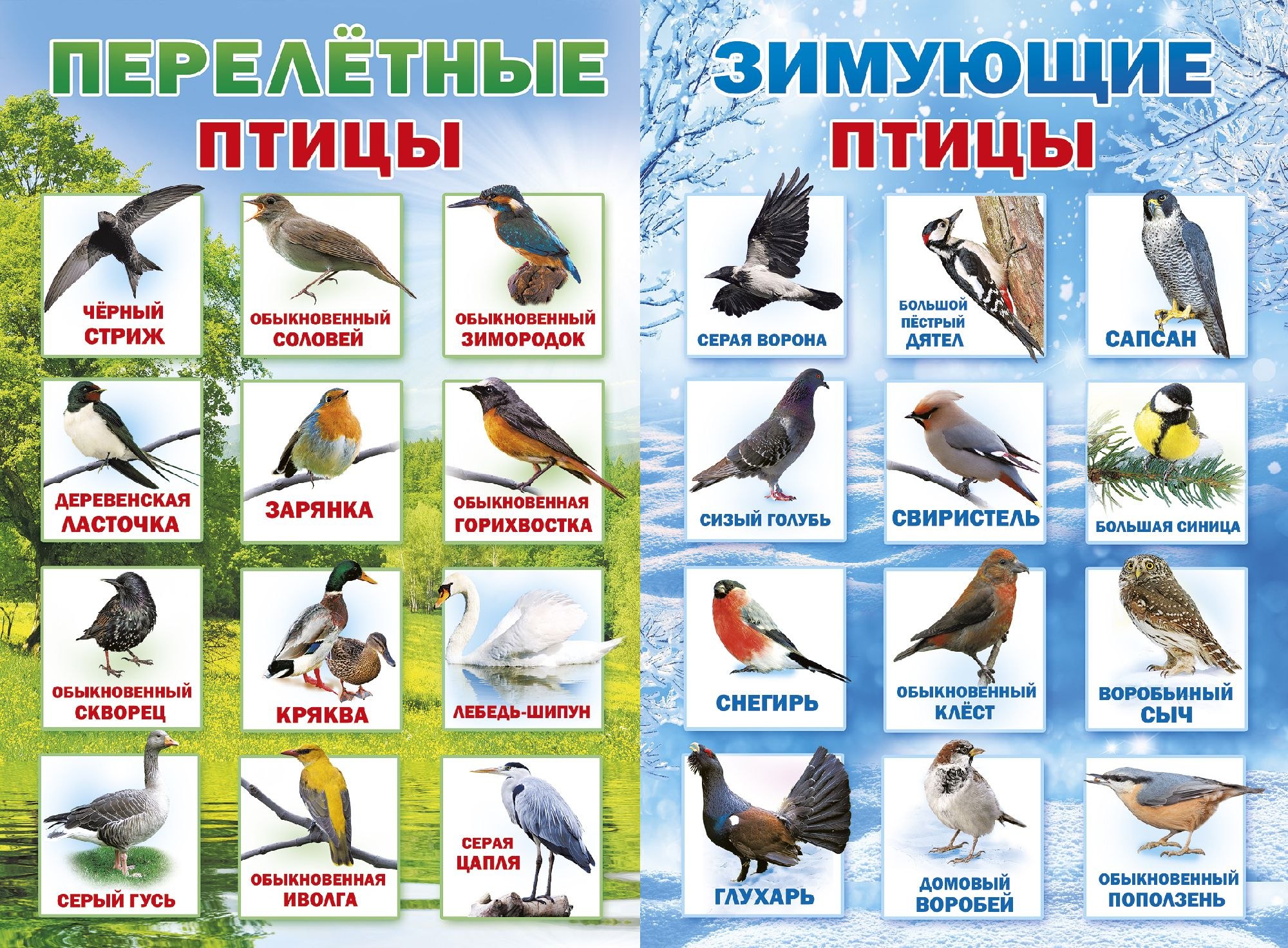 Перелетные птицы для дошкольников (49 фото) - красивые фото и картинки  pofoto.club