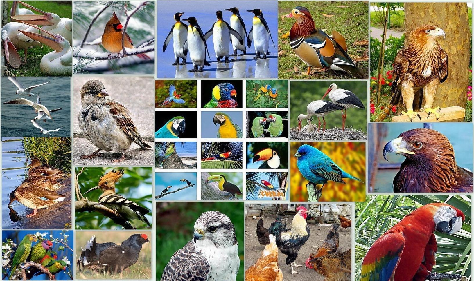 Сколько птиц в мире. Биоразнообразие птиц. Птицы фотоколлаж. Разные птицы. Много разных птиц.